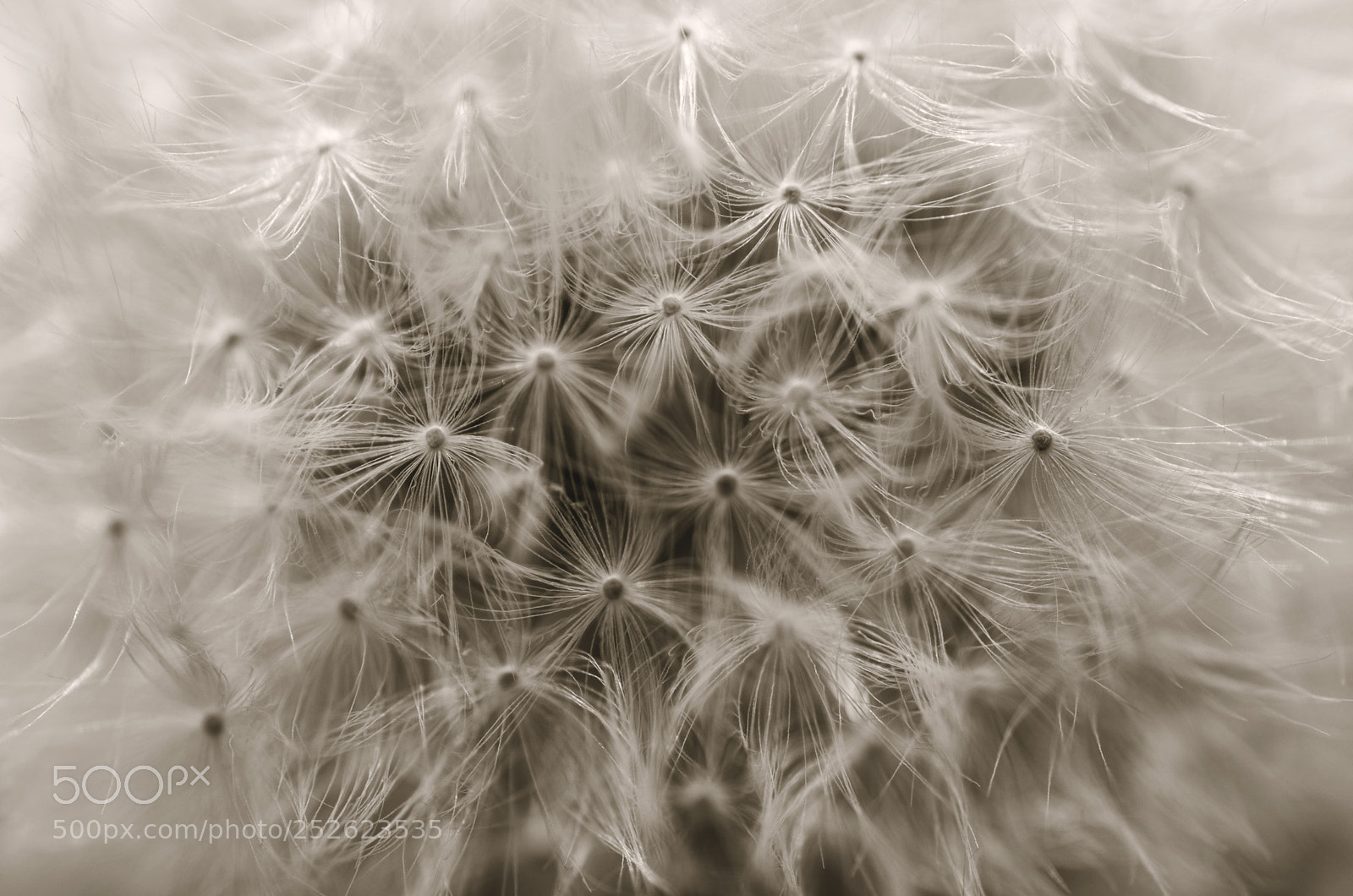 Nikon D3200 sample photo. What am i? photography