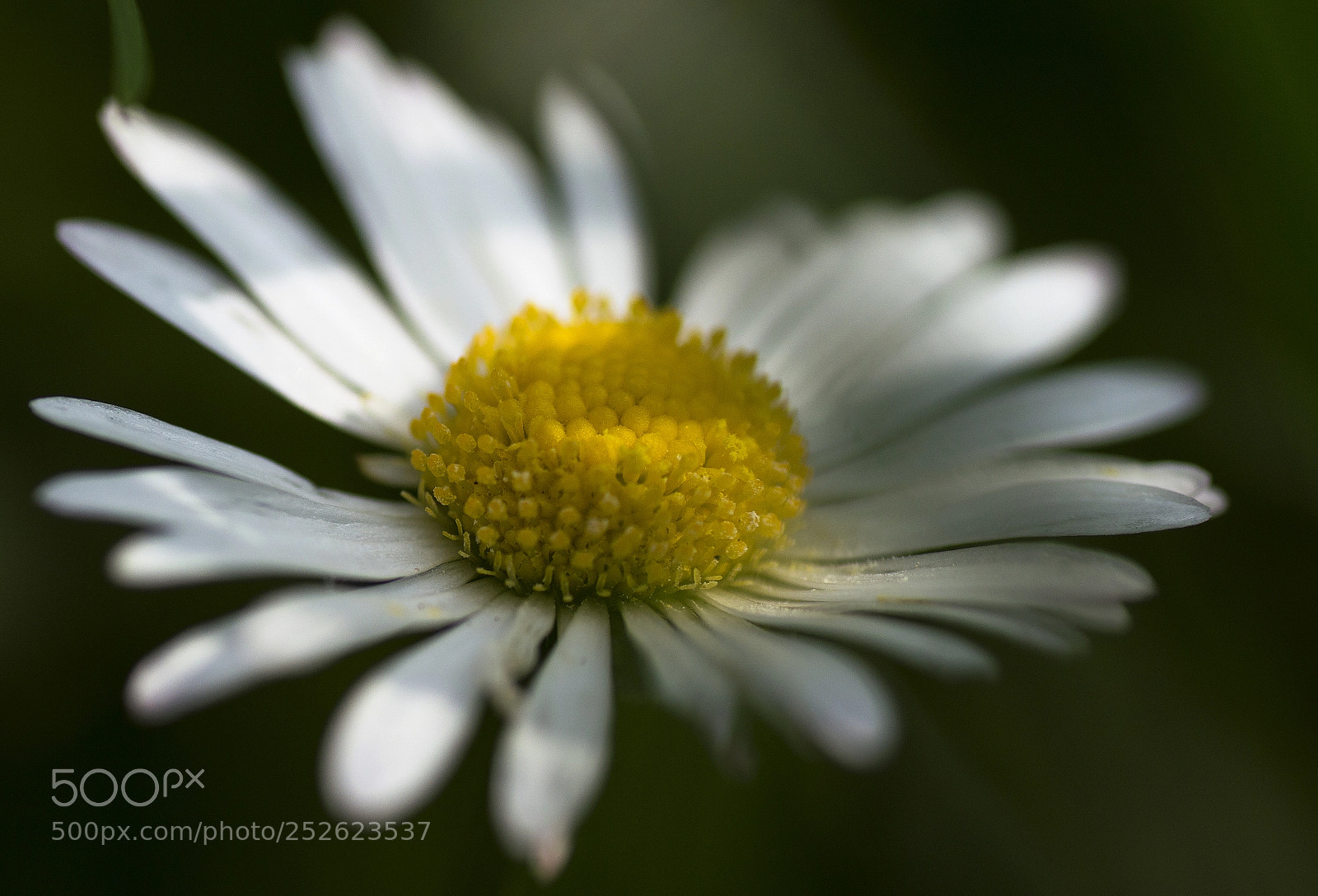 Nikon D3200 sample photo. Hidden daisy photography