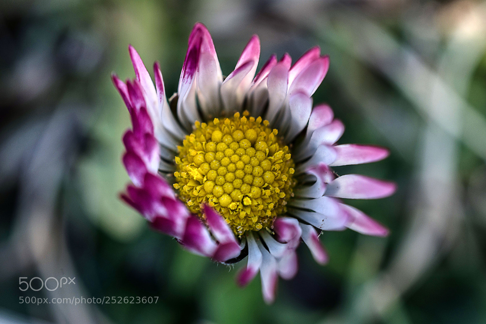 Nikon D7200 sample photo. Gänseblümchen photography