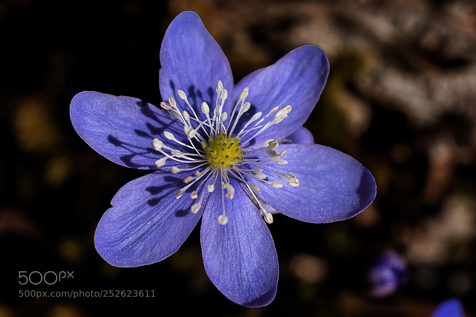 Nikon D7200 sample photo. Leberblümchen photography