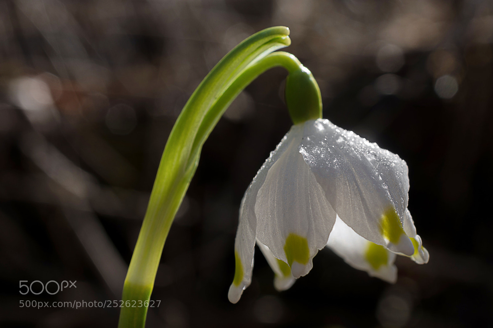 Nikon D7200 sample photo. Schneeglöckchen photography