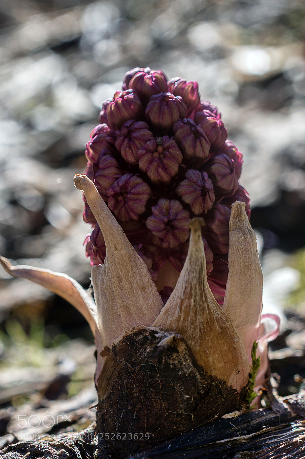 Nikon D7200 sample photo. Roter pestwurz photography