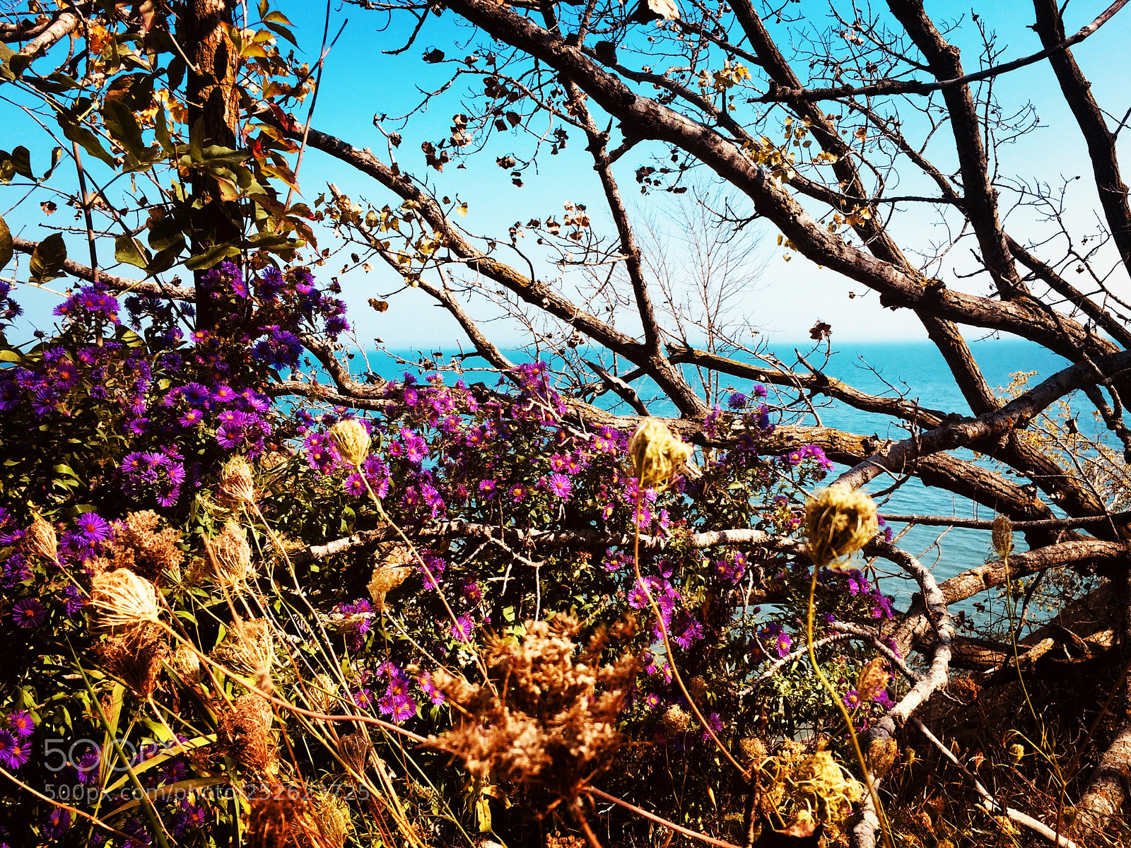 Apple iPhone 6 sample photo. Img photography