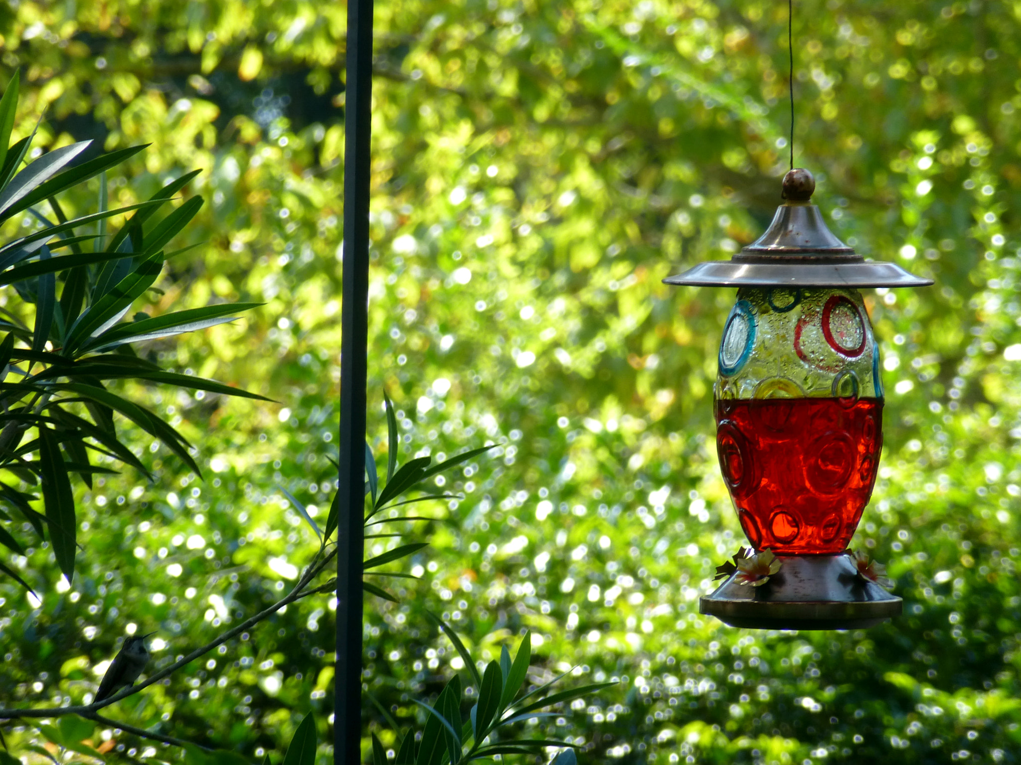 Panasonic DMC-ZS15 sample photo. Sparkling green photography