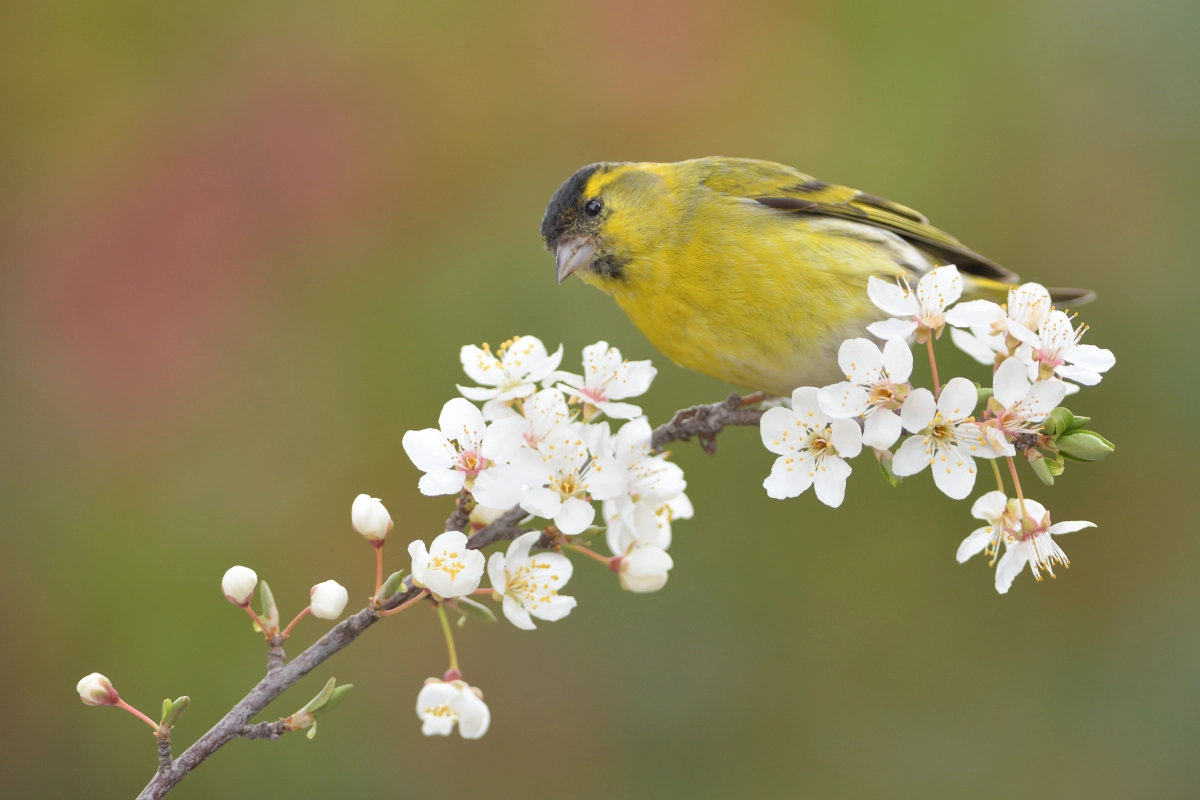 Nikon D7200 + Nikon AF-S Nikkor 300mm F4D ED-IF sample photo. Siskin, the male photography