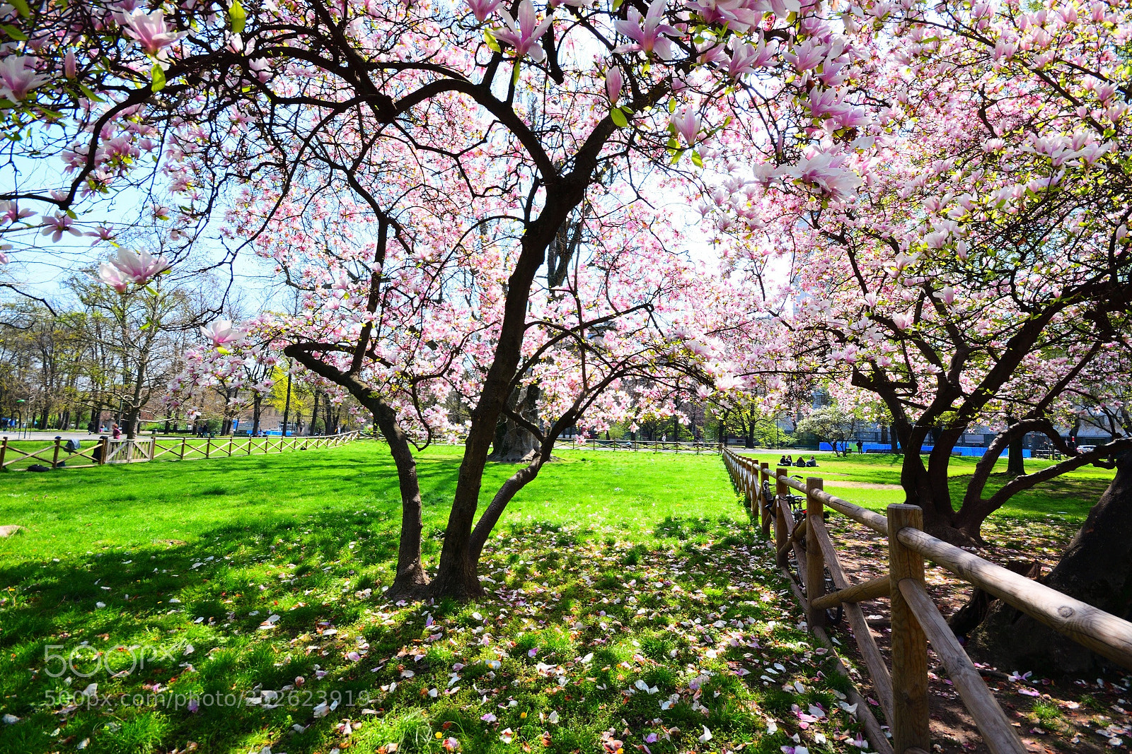 Nikon D3300 sample photo. Printemps photography