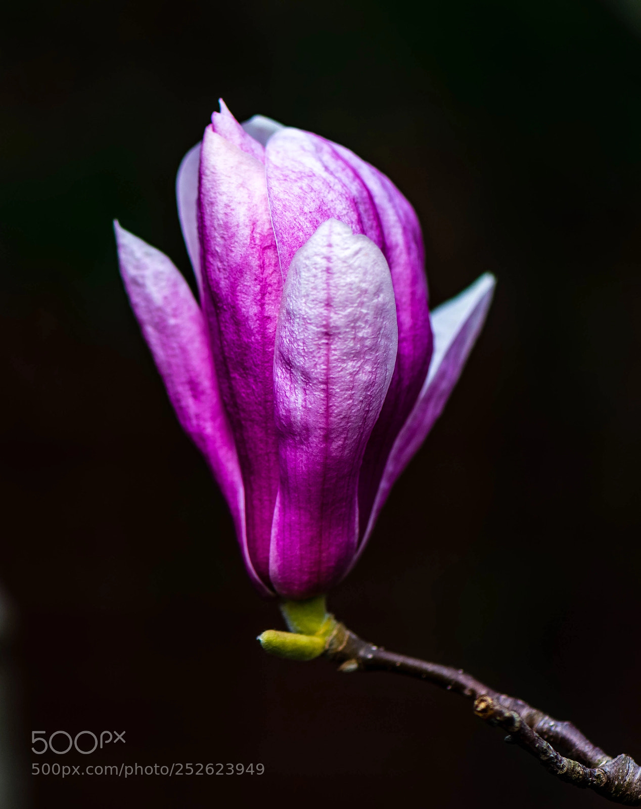 Nikon D800 sample photo. Magnolia early blooming photography