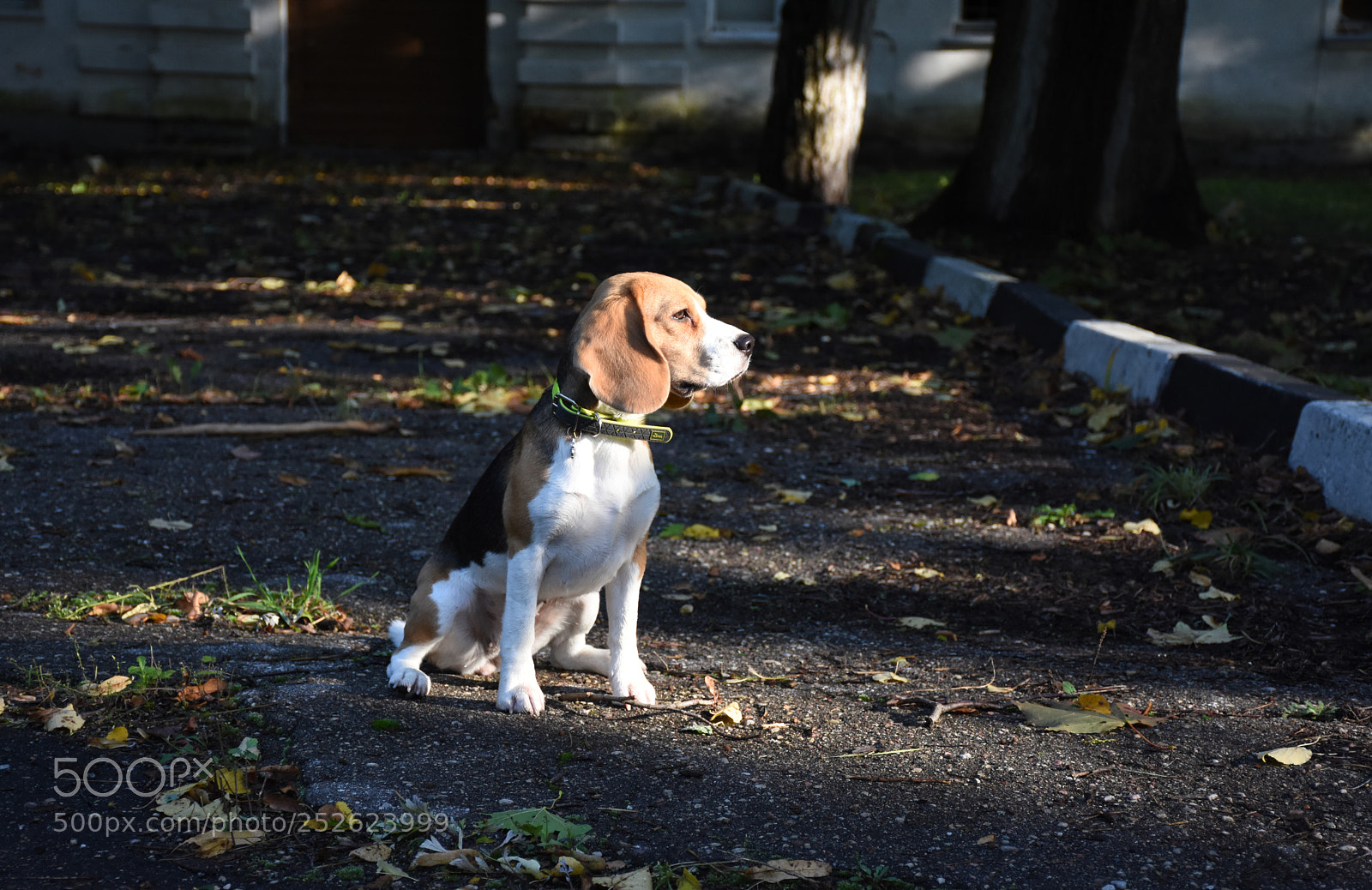 Nikon D7200 sample photo. Beagle frida photography