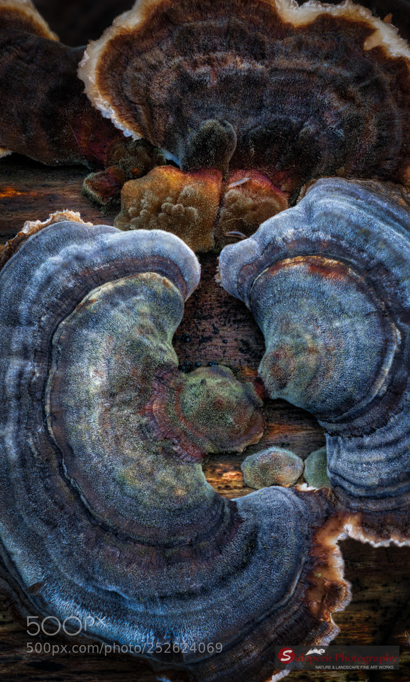 Canon EOS 5D Mark IV sample photo. Blue fungus photography