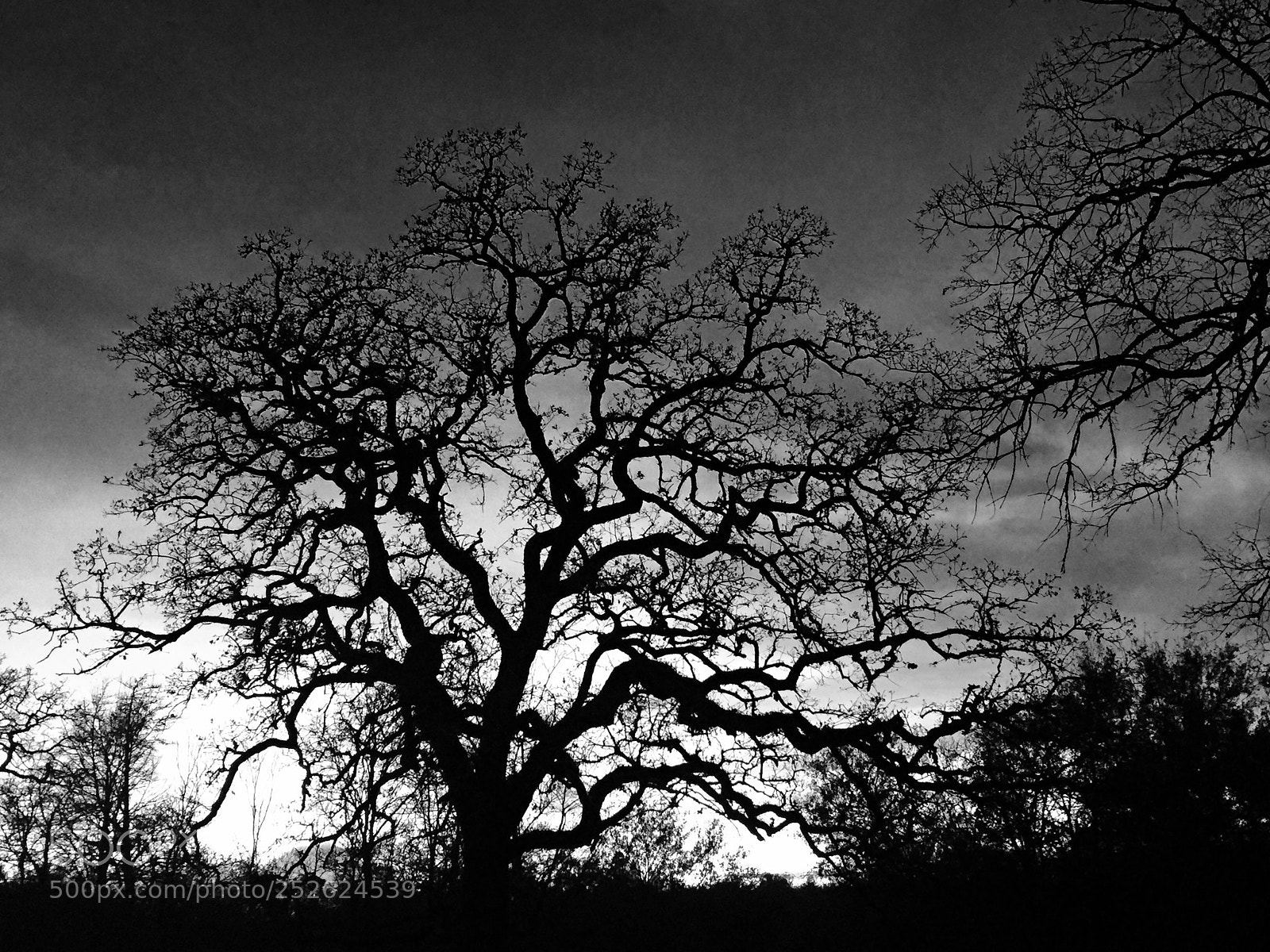 Apple iPhone 6 sample photo. Lagrange oak photography