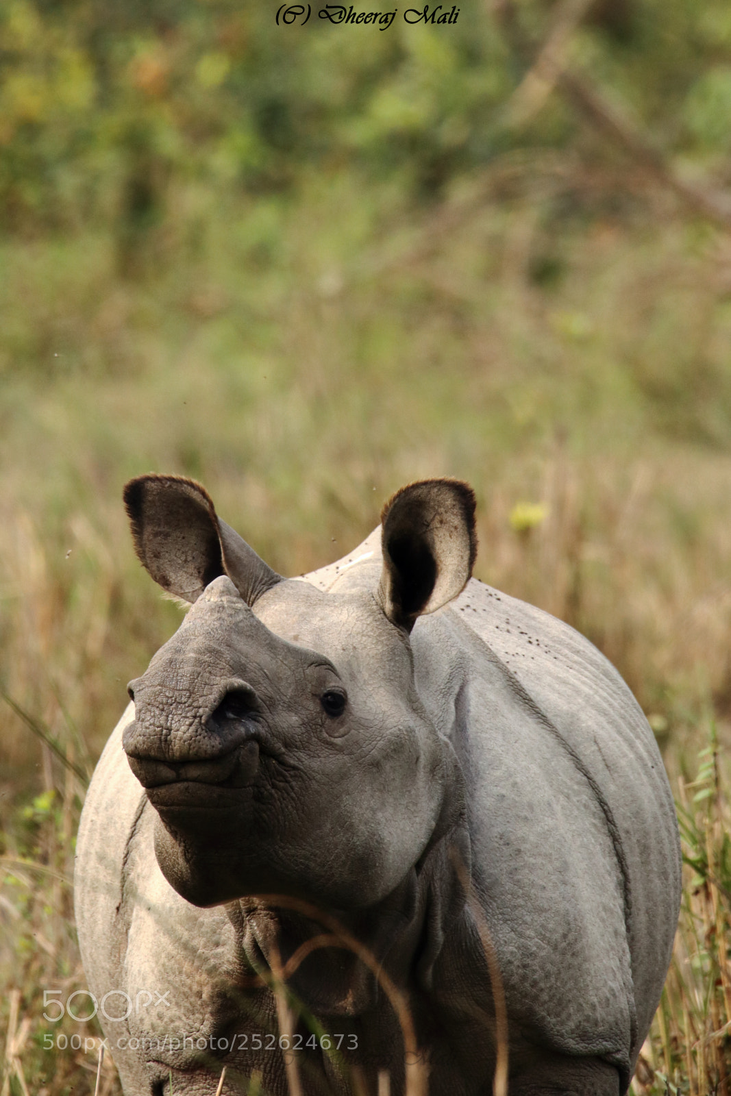 Canon EOS 77D (EOS 9000D / EOS 770D) sample photo. Great one horned rhinoceros photography