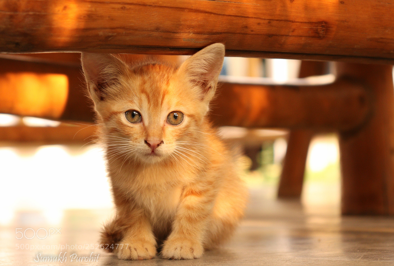 Canon EOS 200D (EOS Rebel SL2 / EOS Kiss X9) sample photo. Cutness overloaded photography