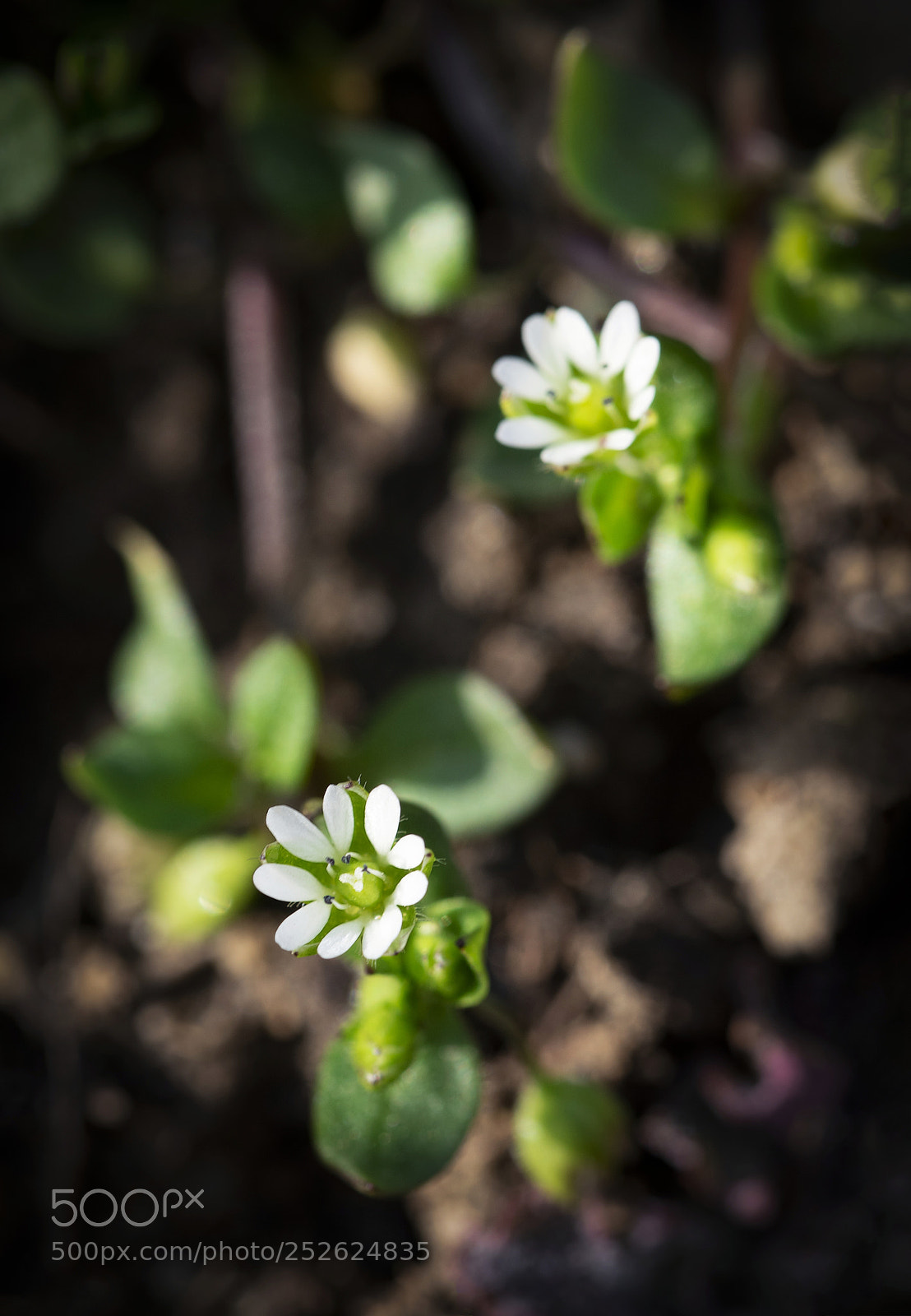 Nikon D5500 sample photo. Two small white flowers photography