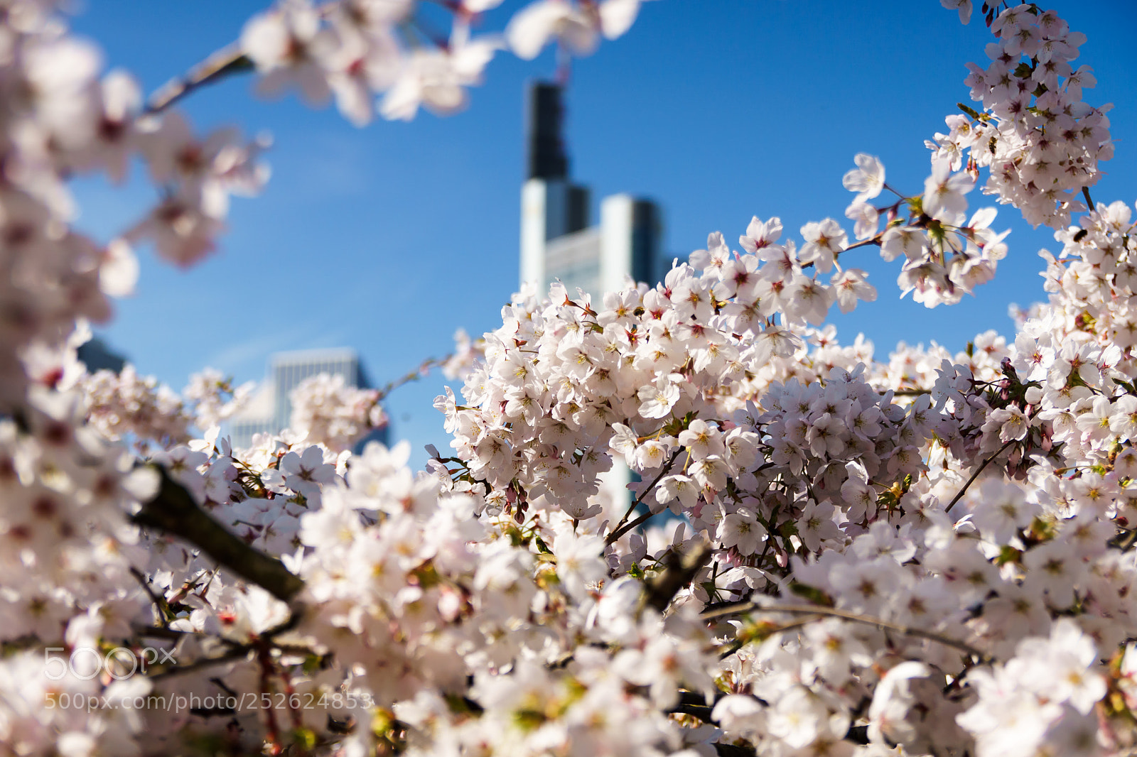 Sony ILCA-77M2 sample photo. Finally spring photography