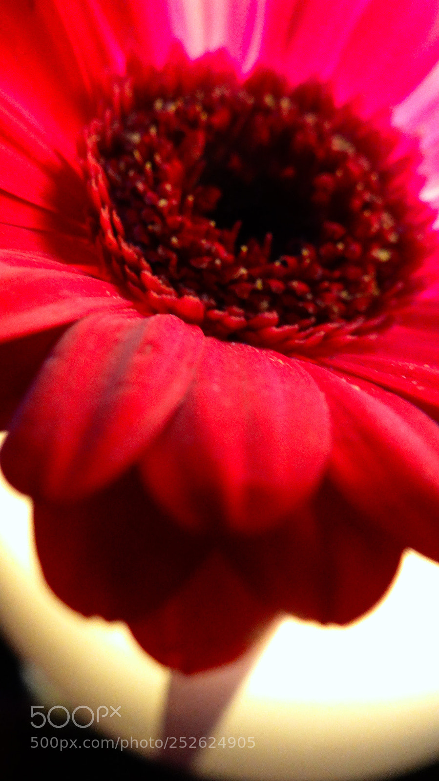Sony Cyber-shot DSC-HX20V sample photo. Red gerbera photography