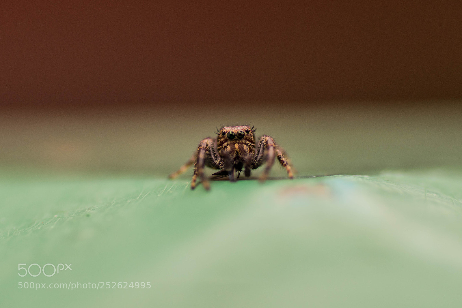 Sony a7R sample photo. Jumping spider photography