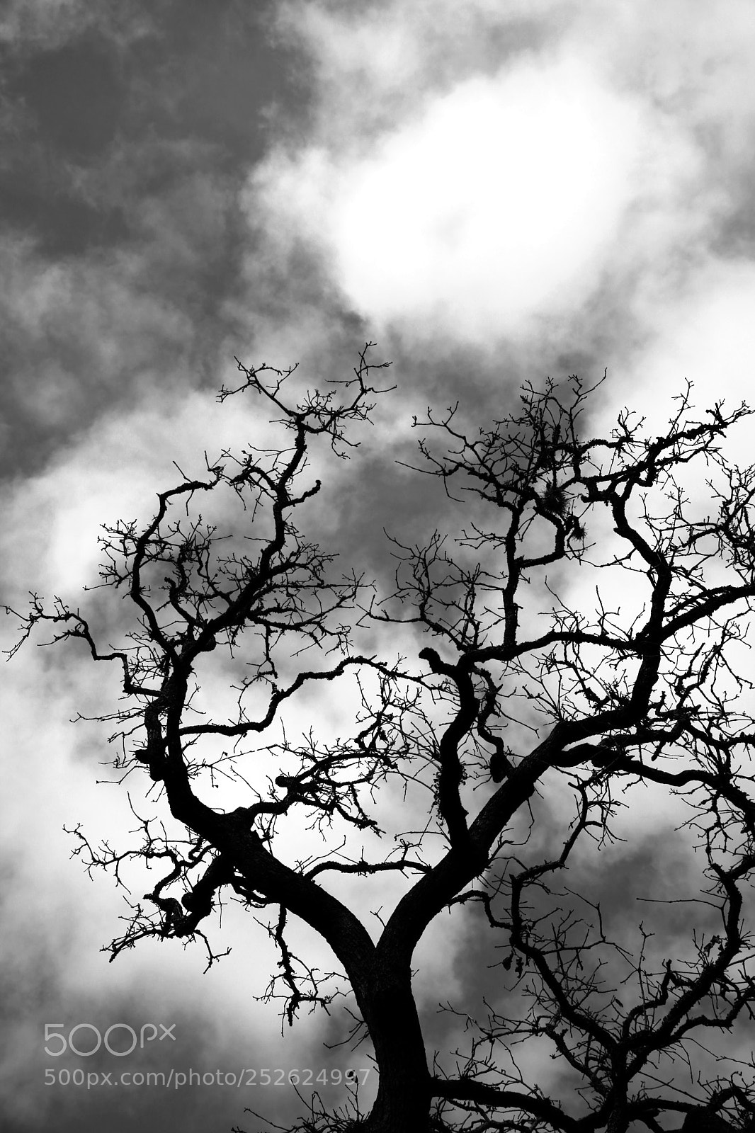 Canon EOS 5D Mark II sample photo. Oak against the sky photography