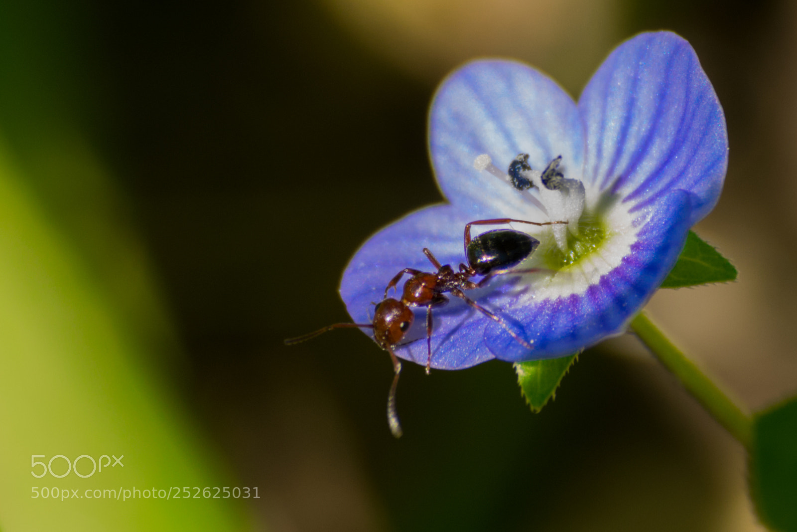 Nikon D5300 sample photo. Ant's life photography