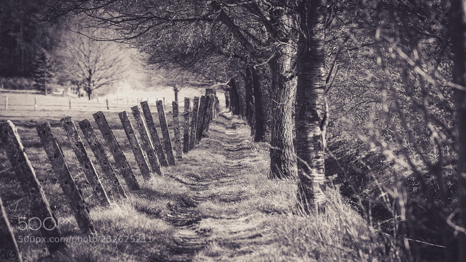 Canon EOS 70D sample photo. Path (bw) photography