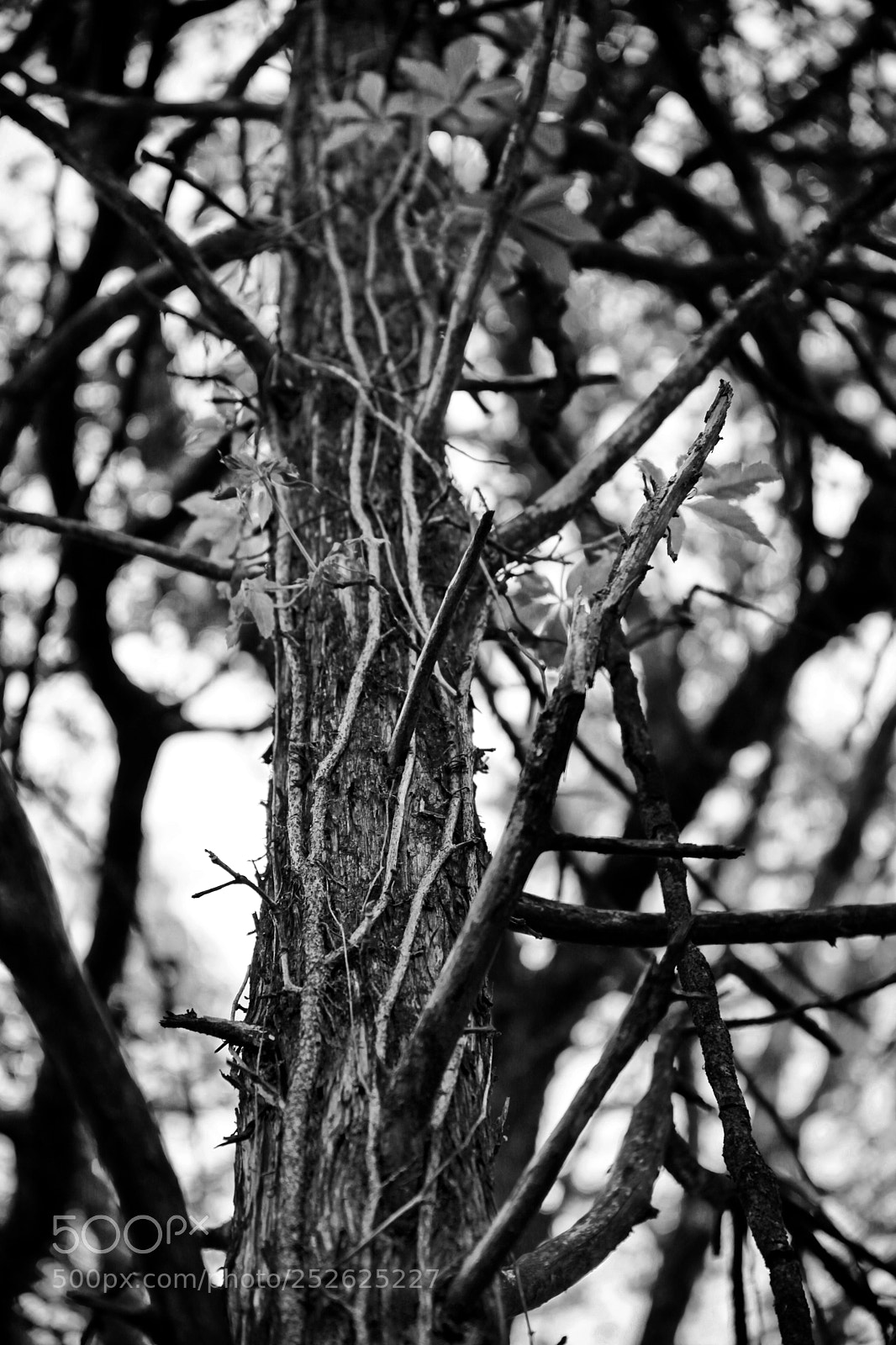 Canon EOS 5D Mark II sample photo. Choked tree photography