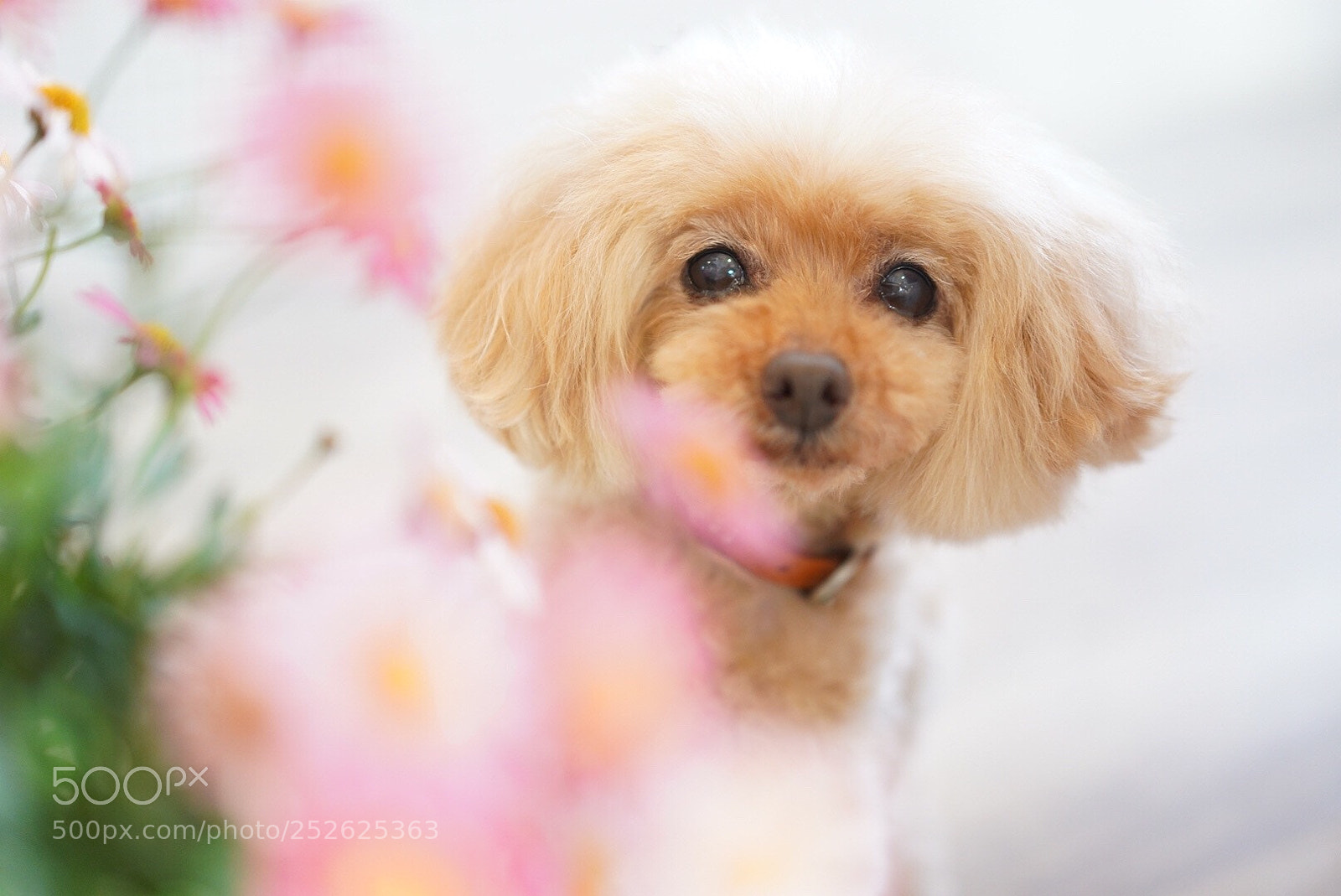 Sony a7 III sample photo. Untitled photography