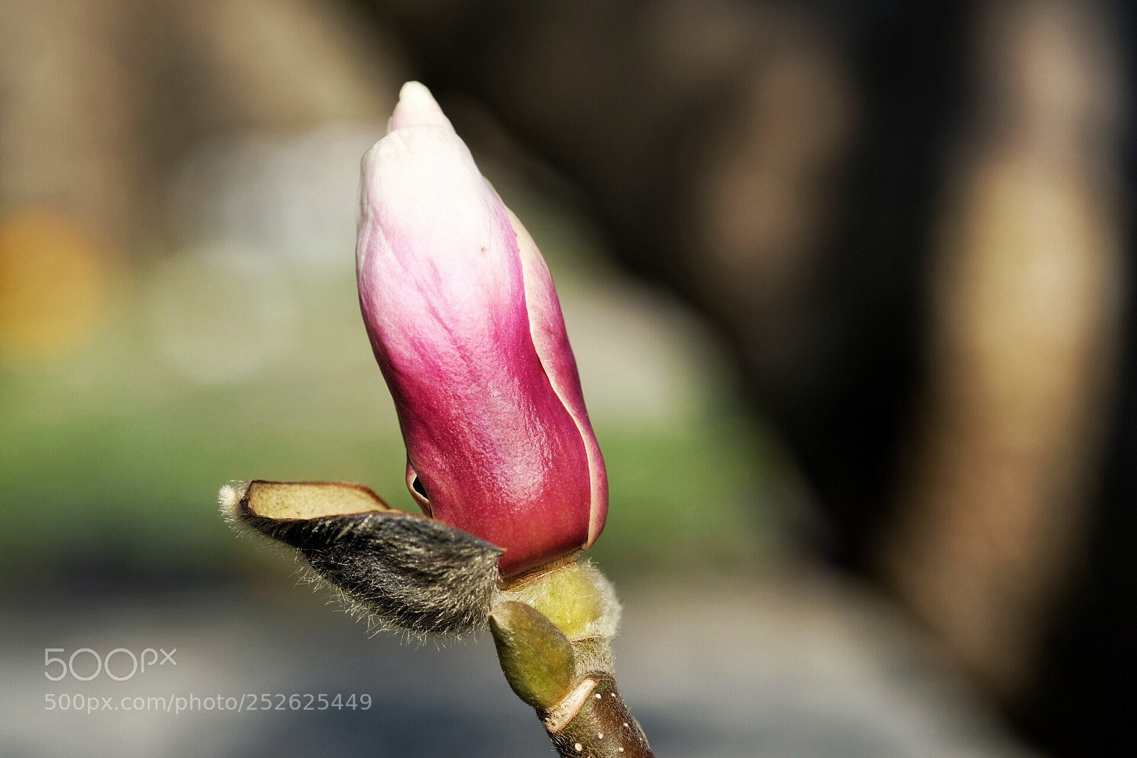 Fujifilm X-T20 sample photo. Magnolia  photography
