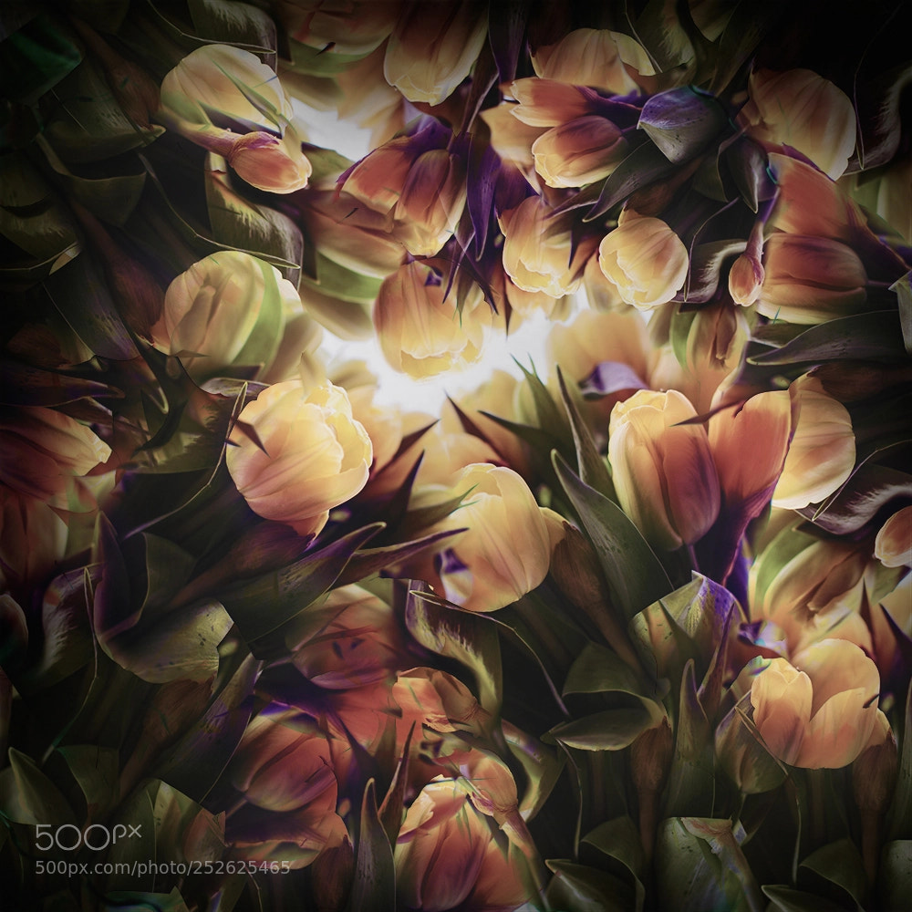 Canon EOS 5D Mark II sample photo. Tulips photography