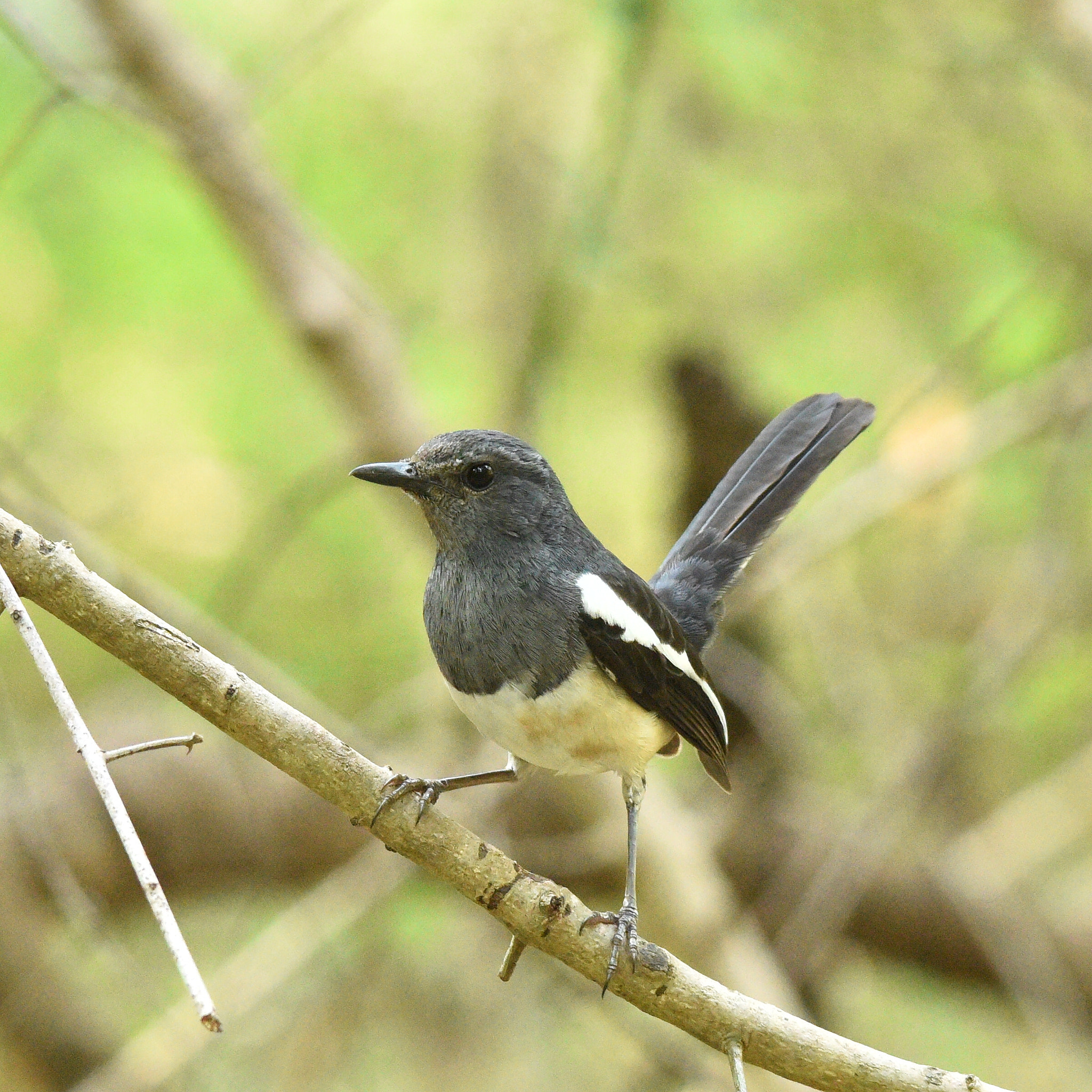 Sigma 150-500mm F5-6.3 DG OS HSM sample photo. Magpie robin female photography