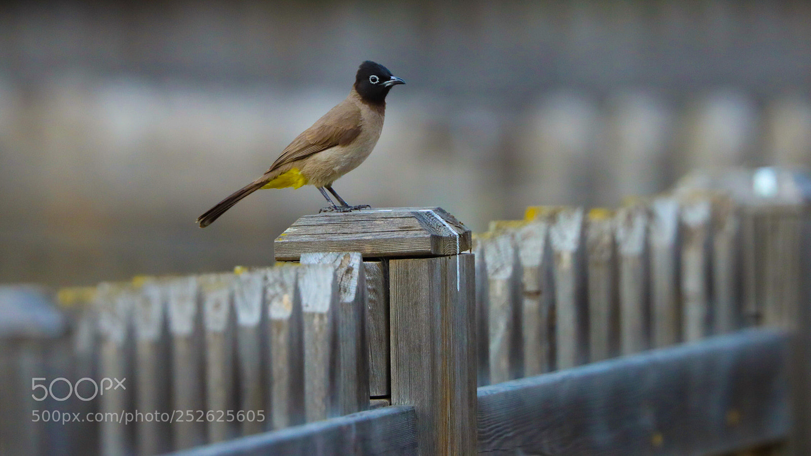 Canon EOS-1D X Mark II sample photo. Untitled photography