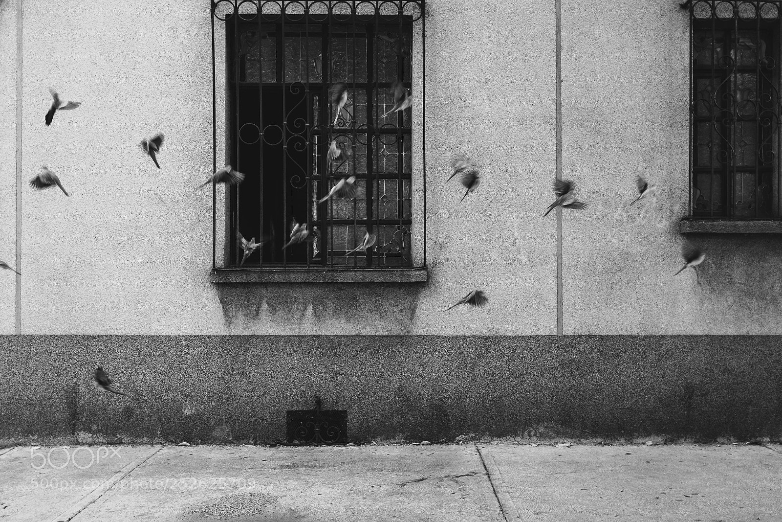 Fujifilm X100F sample photo. Birds flying high you photography