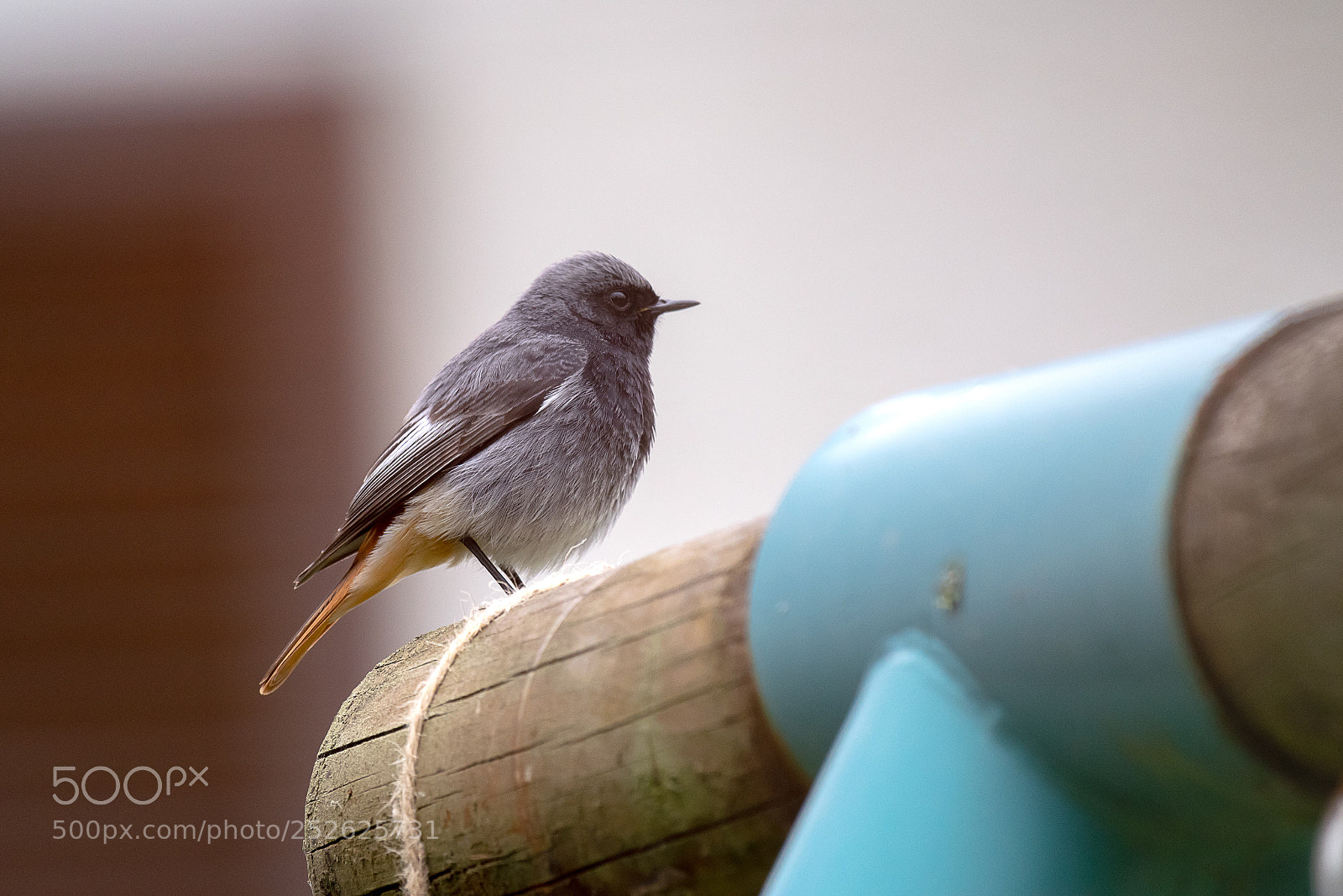 Nikon D5300 sample photo. Black redstrart photography