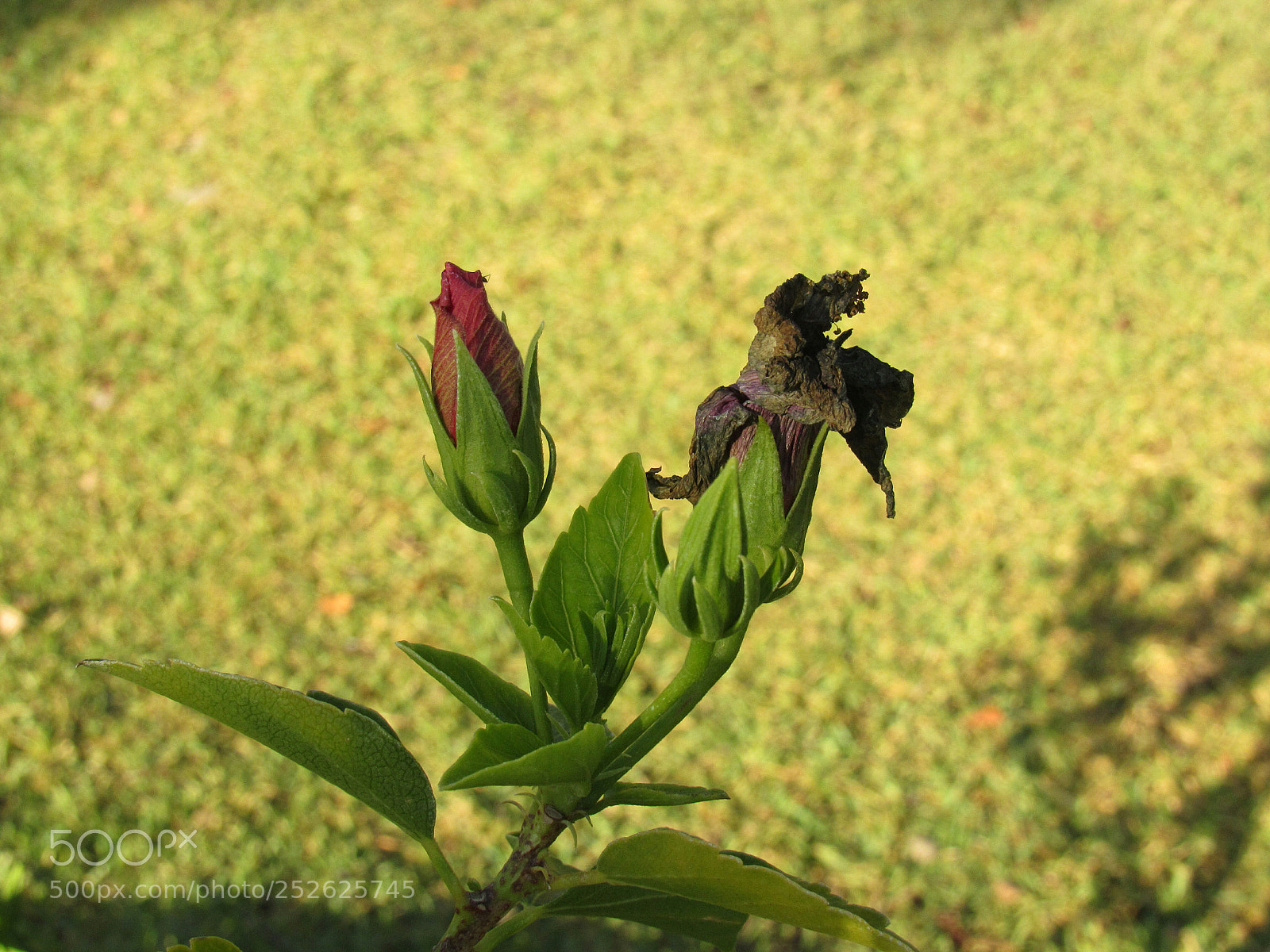 Canon PowerShot SX530 HS sample photo. Dualismo photography