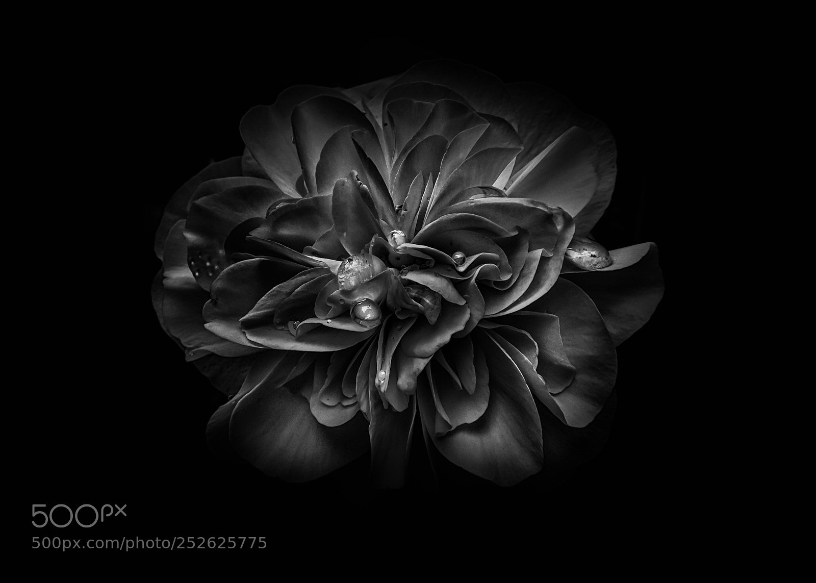 Canon EOS 60D sample photo. Backyard flowers in black photography