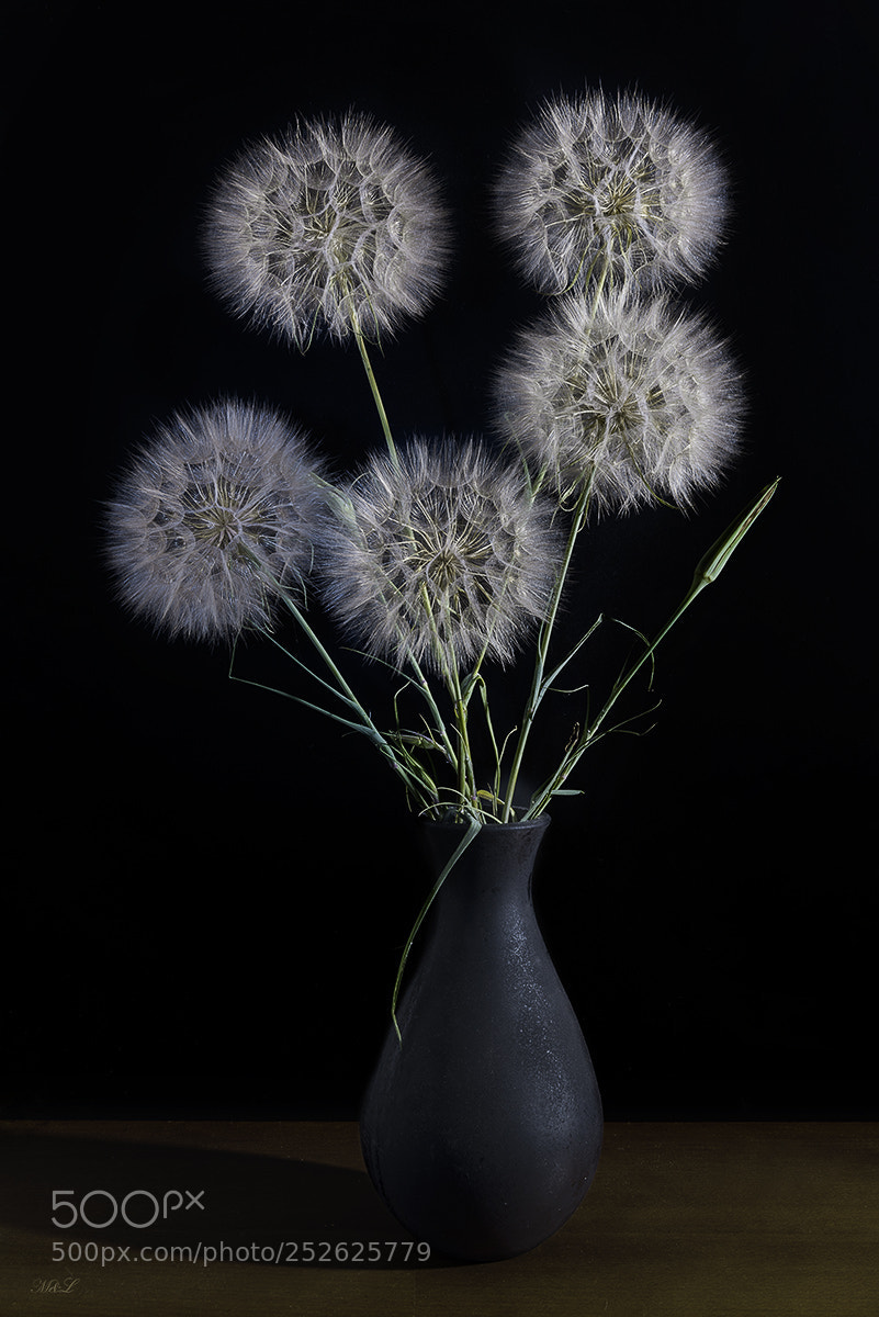 Nikon D810 sample photo. *** photography