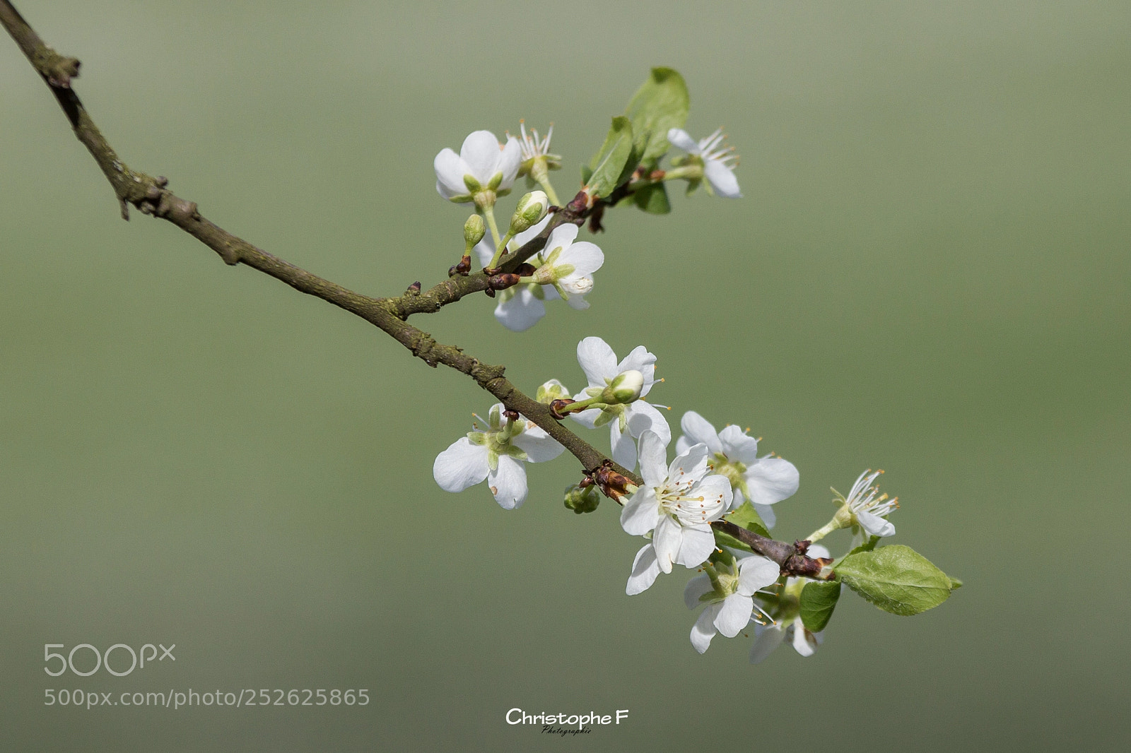Canon EOS 60D sample photo. Printemps photography