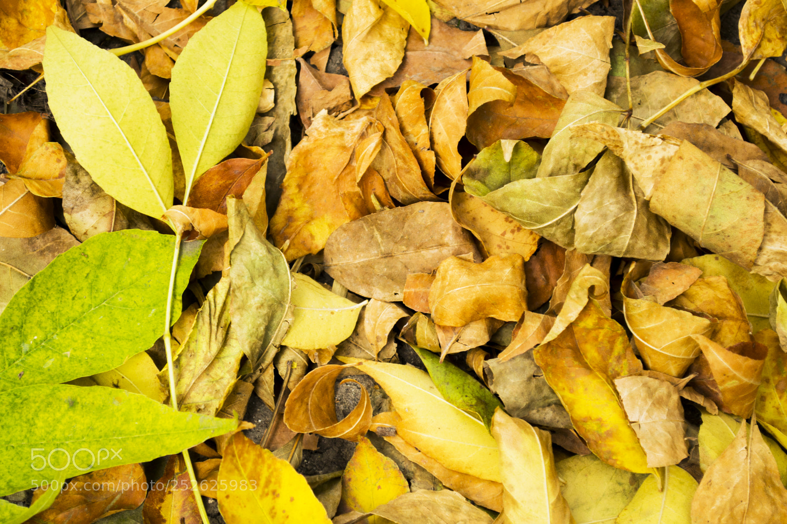 Nikon D3100 sample photo. Dry autumn leaveson the photography