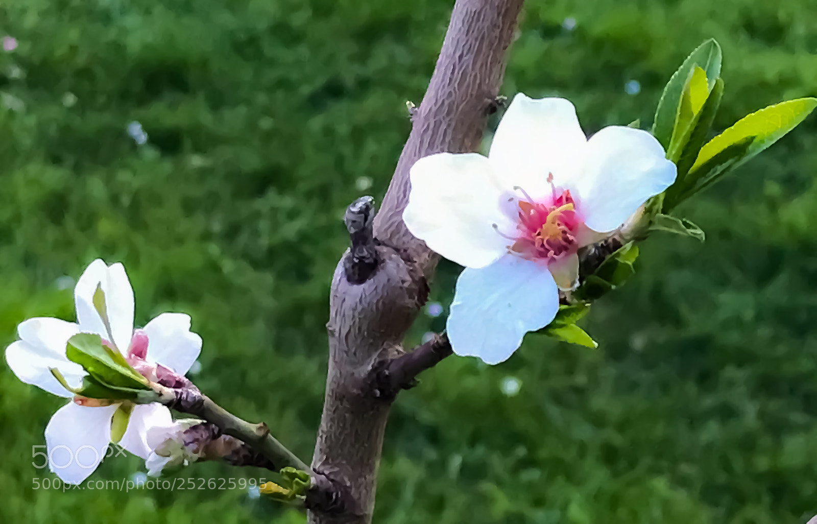 Apple iPhone 7 Plus sample photo. Almond flower photography