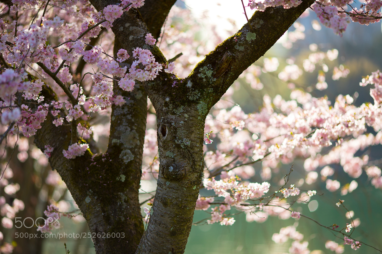 Canon EOS 6D Mark II sample photo. Kirschbaum photography