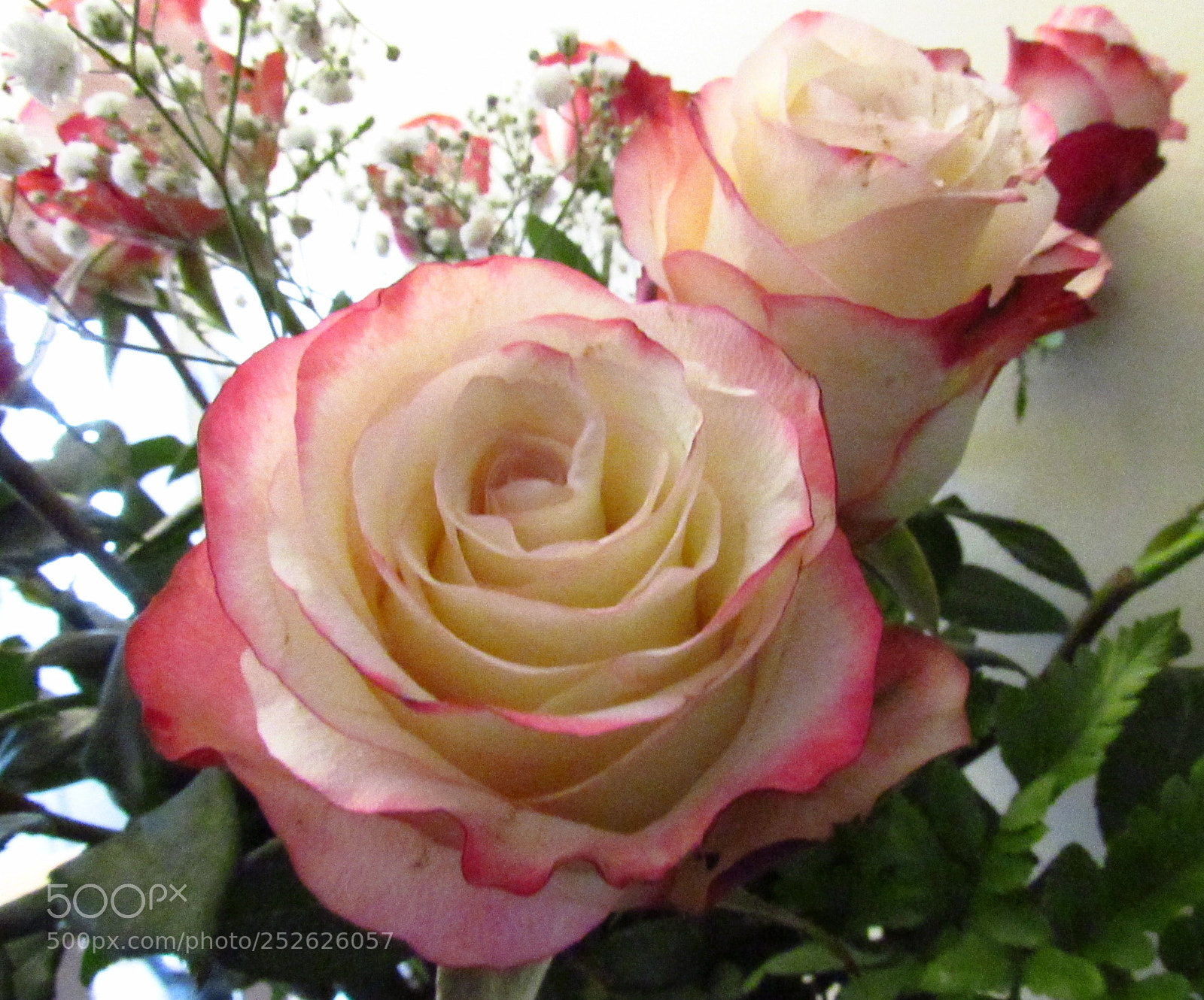 Canon PowerShot SX520 HS sample photo. A rose by any photography