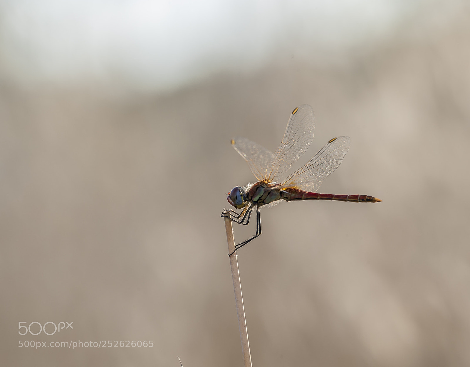 Nikon D3 sample photo. Dragonfly photography