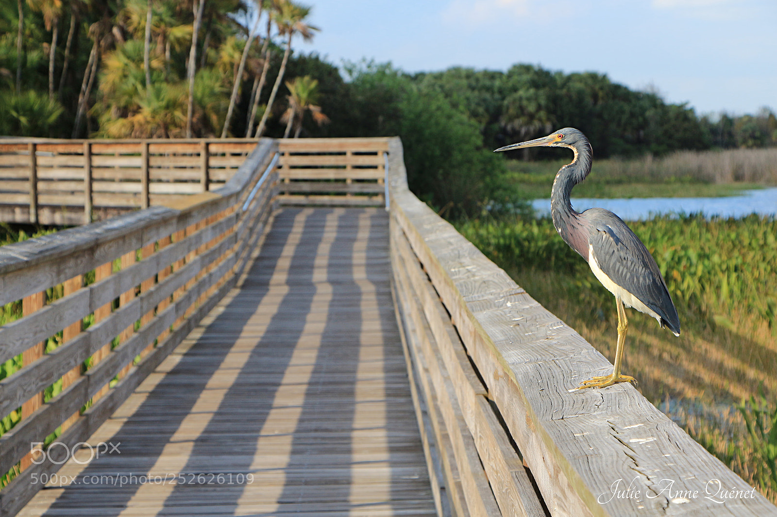 Canon EOS 650D (EOS Rebel T4i / EOS Kiss X6i) sample photo. The green cay gardian photography