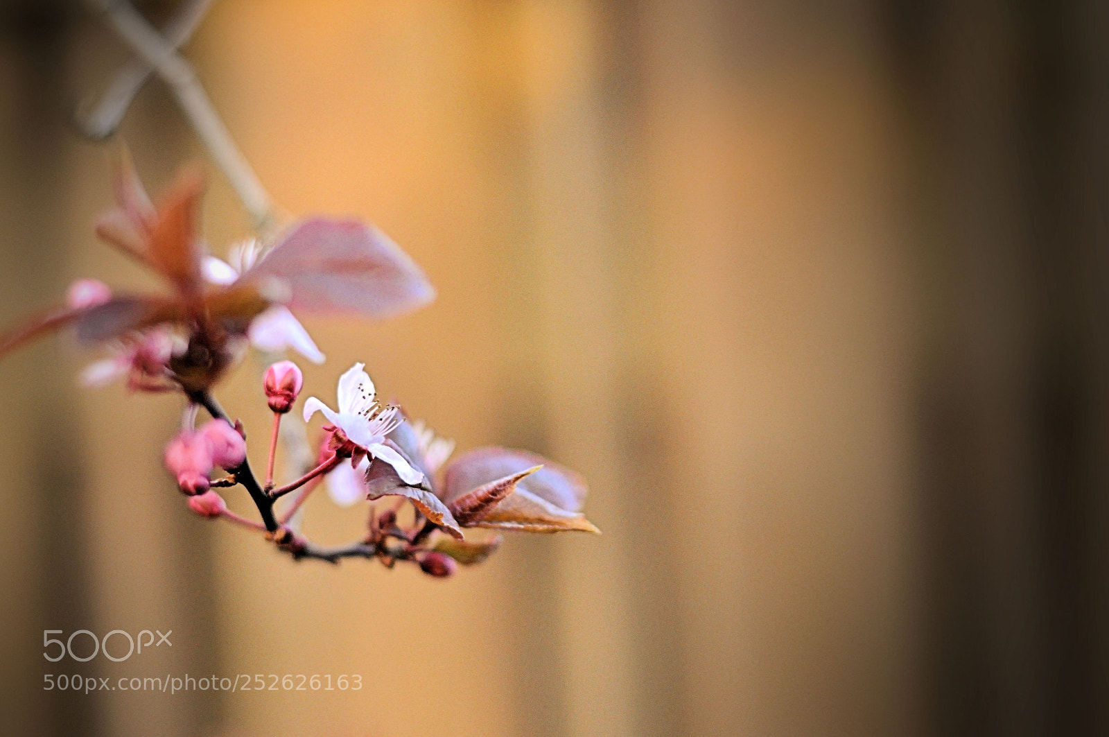 Nikon D90 sample photo. Spring arrived at last! photography