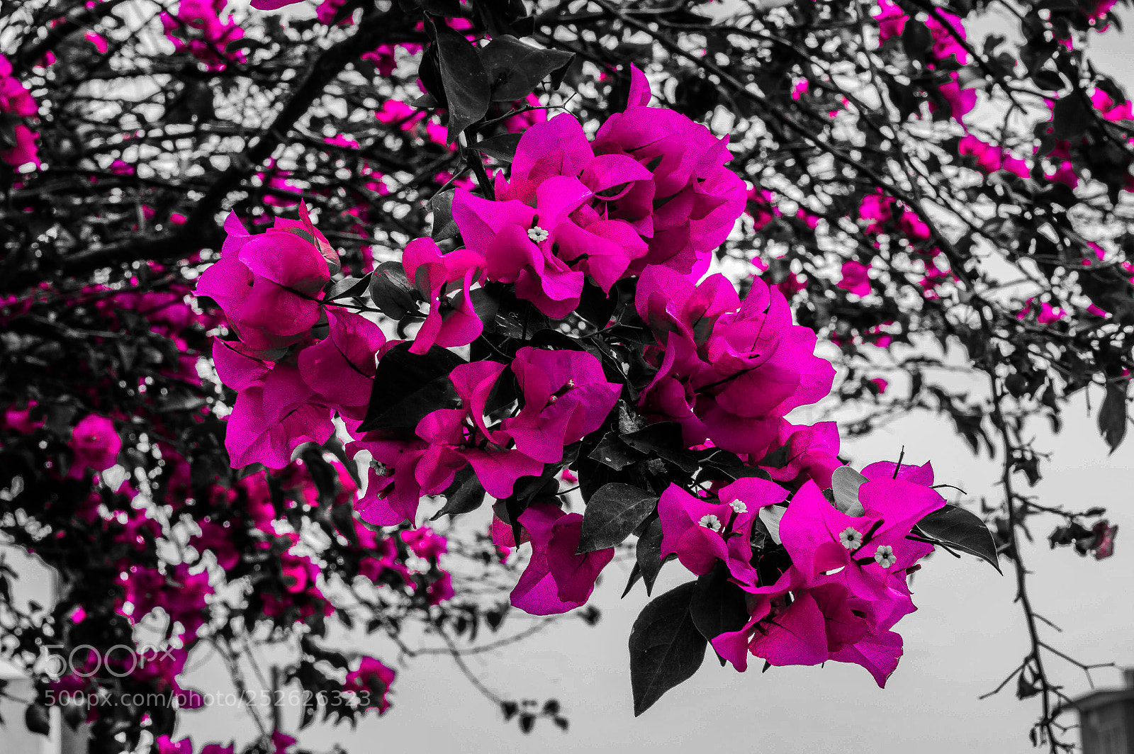 Nikon D3200 sample photo. Bugambilia photography