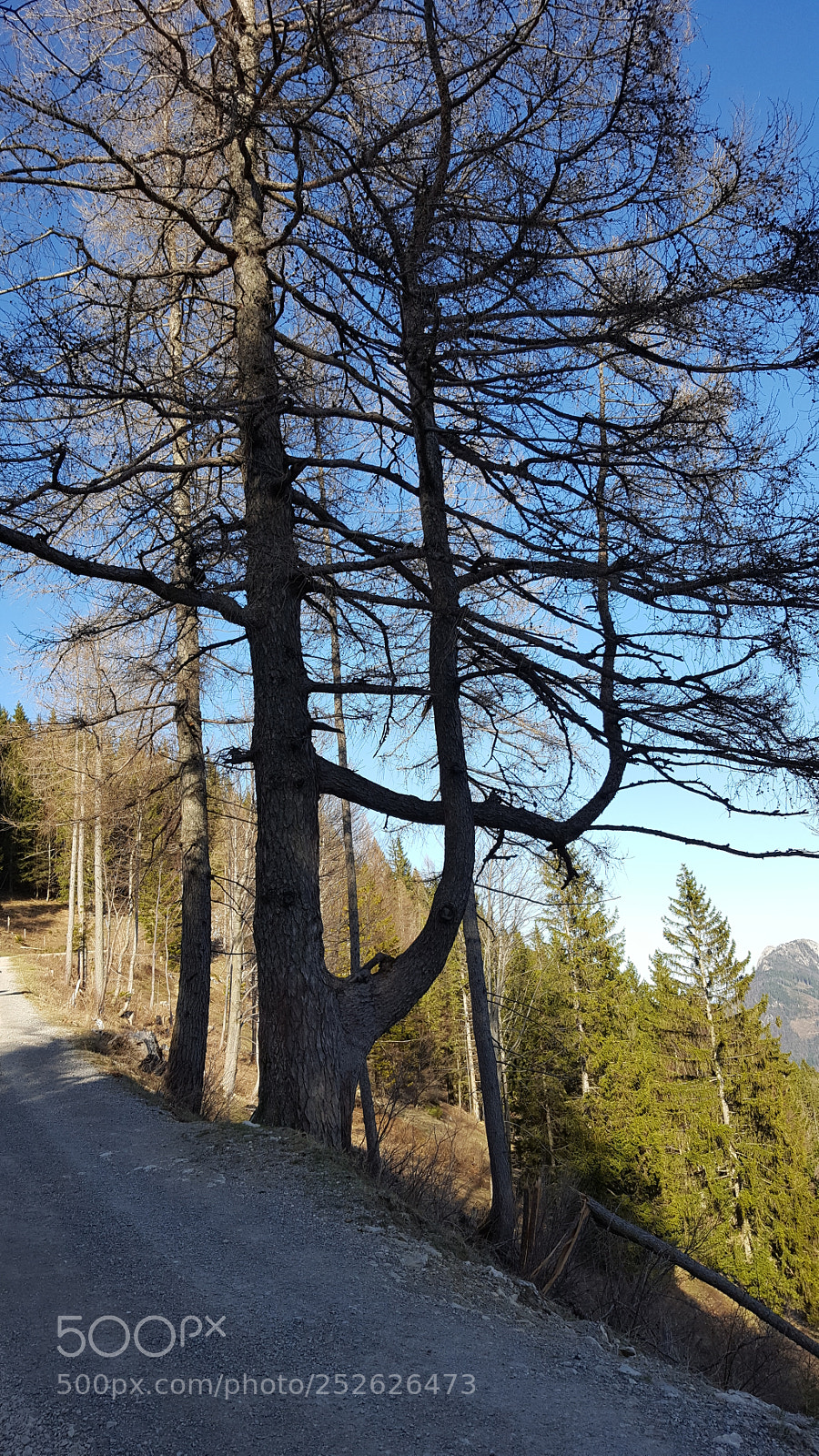 Samsung Galaxy S6 sample photo. I love trees. photography