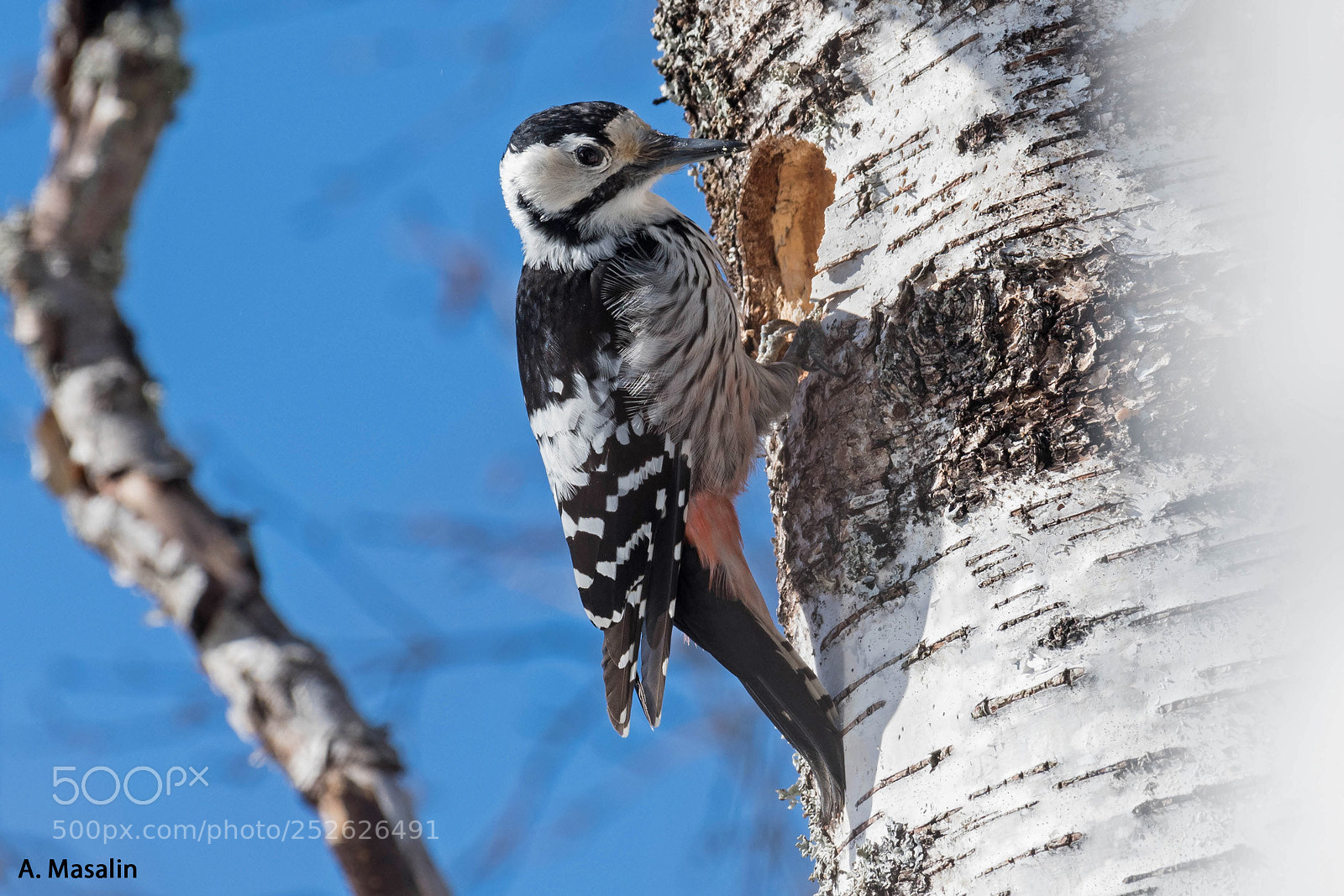 Nikon D500 sample photo. White backed woodpecker photography