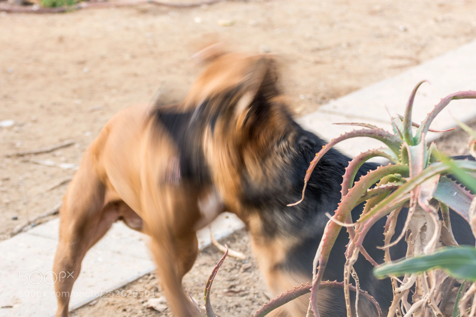 Nikon D7100 sample photo. спор photography