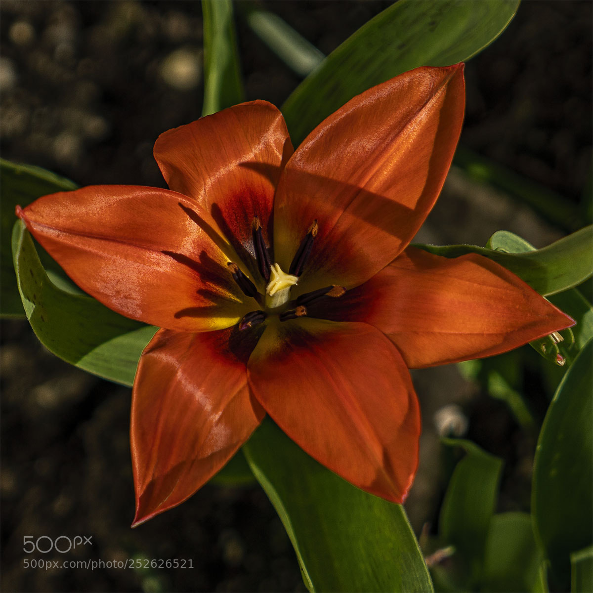 Sony a6300 sample photo. Frühling iii photography