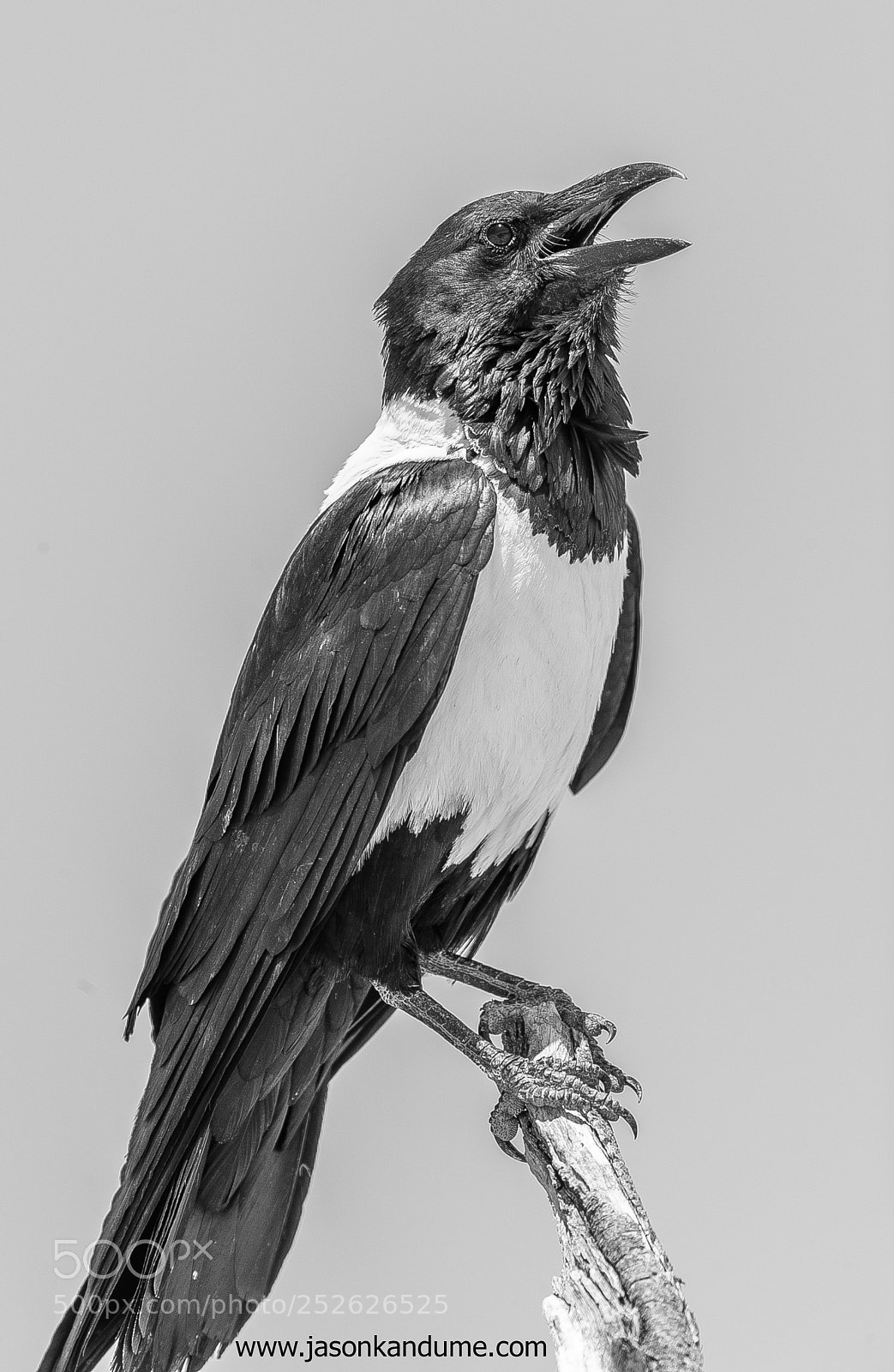 Canon EOS-1D X Mark II sample photo. Pied crow photography