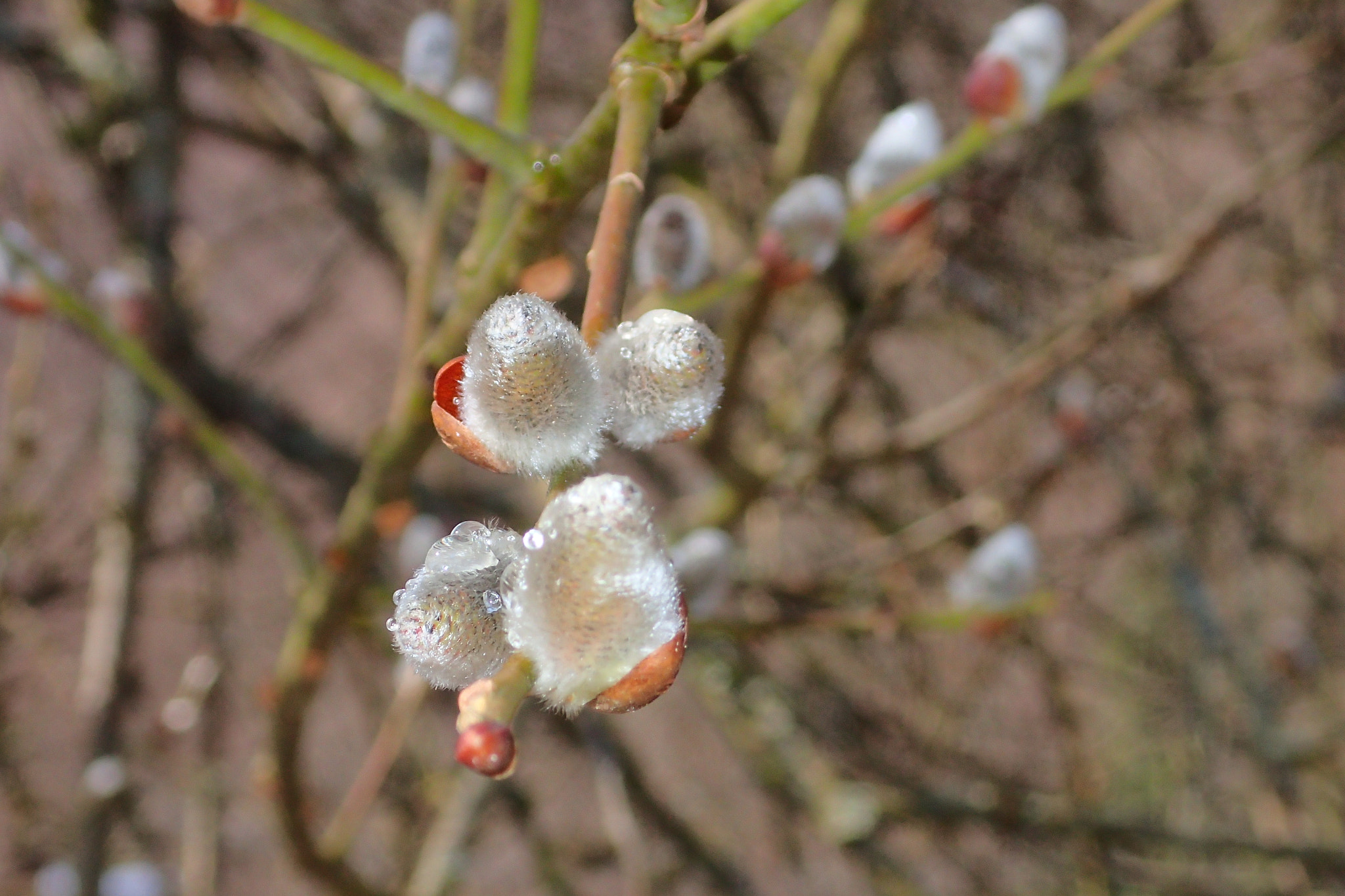 Olympus TG-3 sample photo. Blüten zu ostern photography