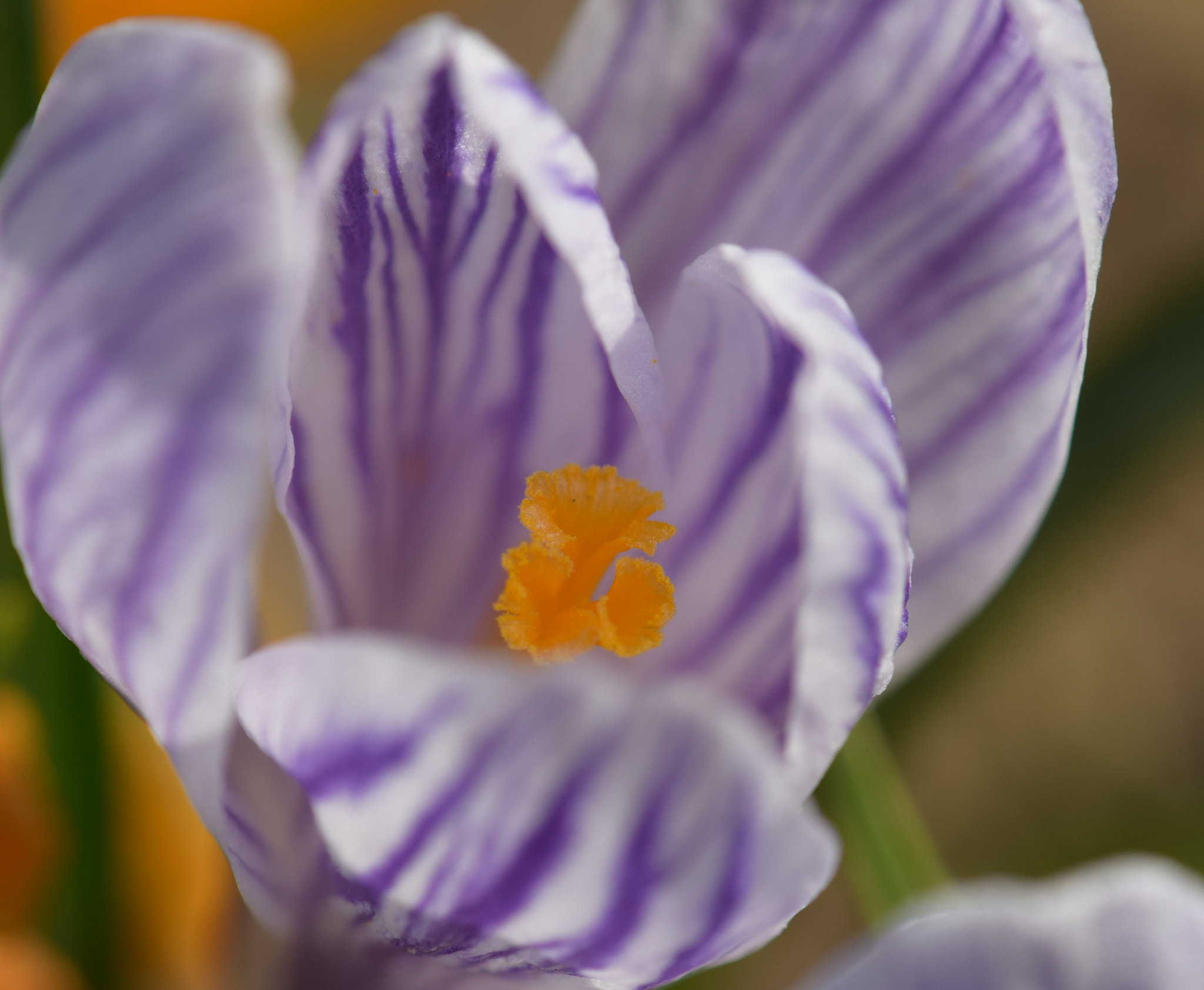 Nikon AF-S DX Micro-Nikkor 85mm F3.5G ED VR sample photo. Details photography